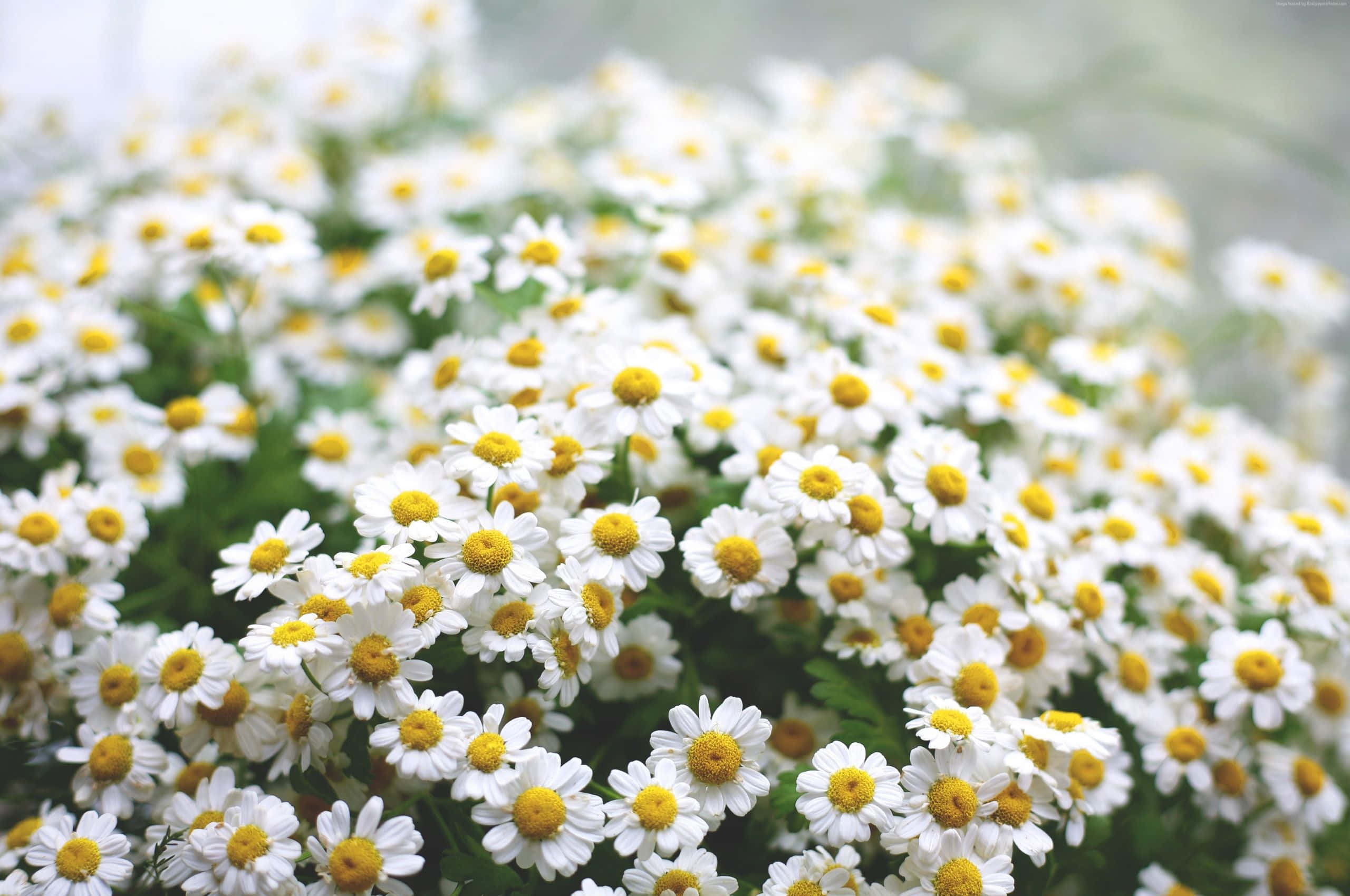 Aesthetic Daisy, white daisies, bright yellow centers, 2K Desktop Wallpaper