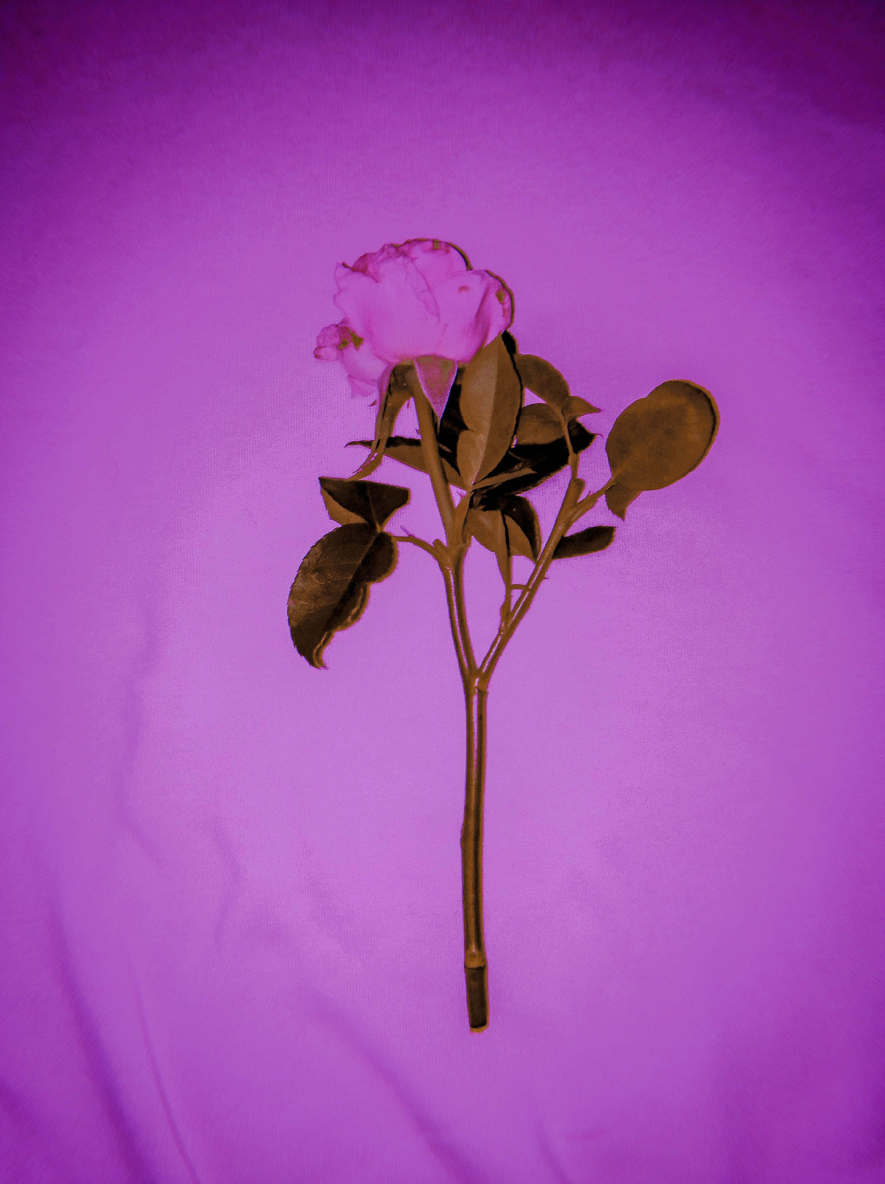 aesthetic dark pink, pink rose, brown leaves, 4K Phone Wallpaper