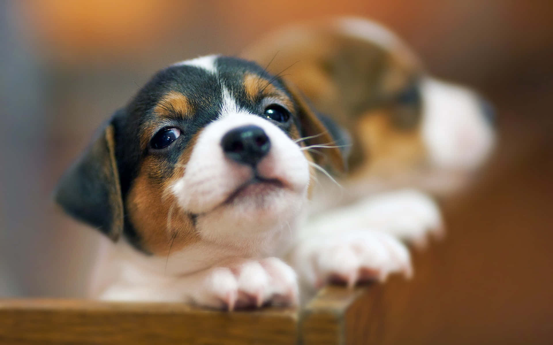 tricolor beagle, big dark eyes, wooden surface, Full HD Desktop Wallpaper
