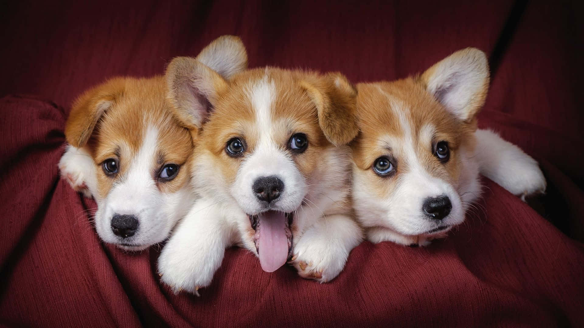 Aesthetic Dogs, corgi puppies, big eyes, Full HD Desktop Wallpaper