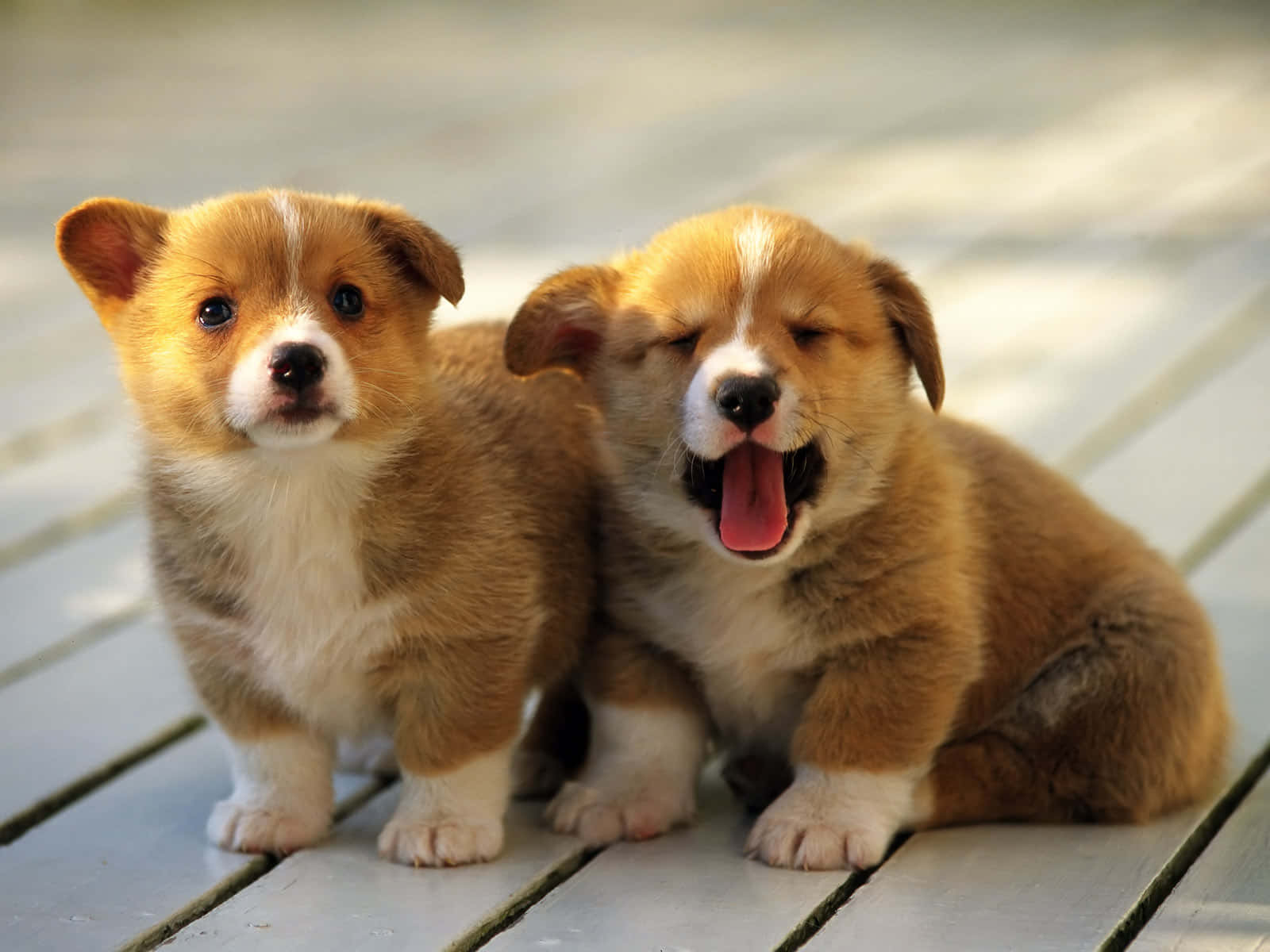 corgi puppies, sunlit wooden deck, brown and white puppies, HD Desktop Wallpaper