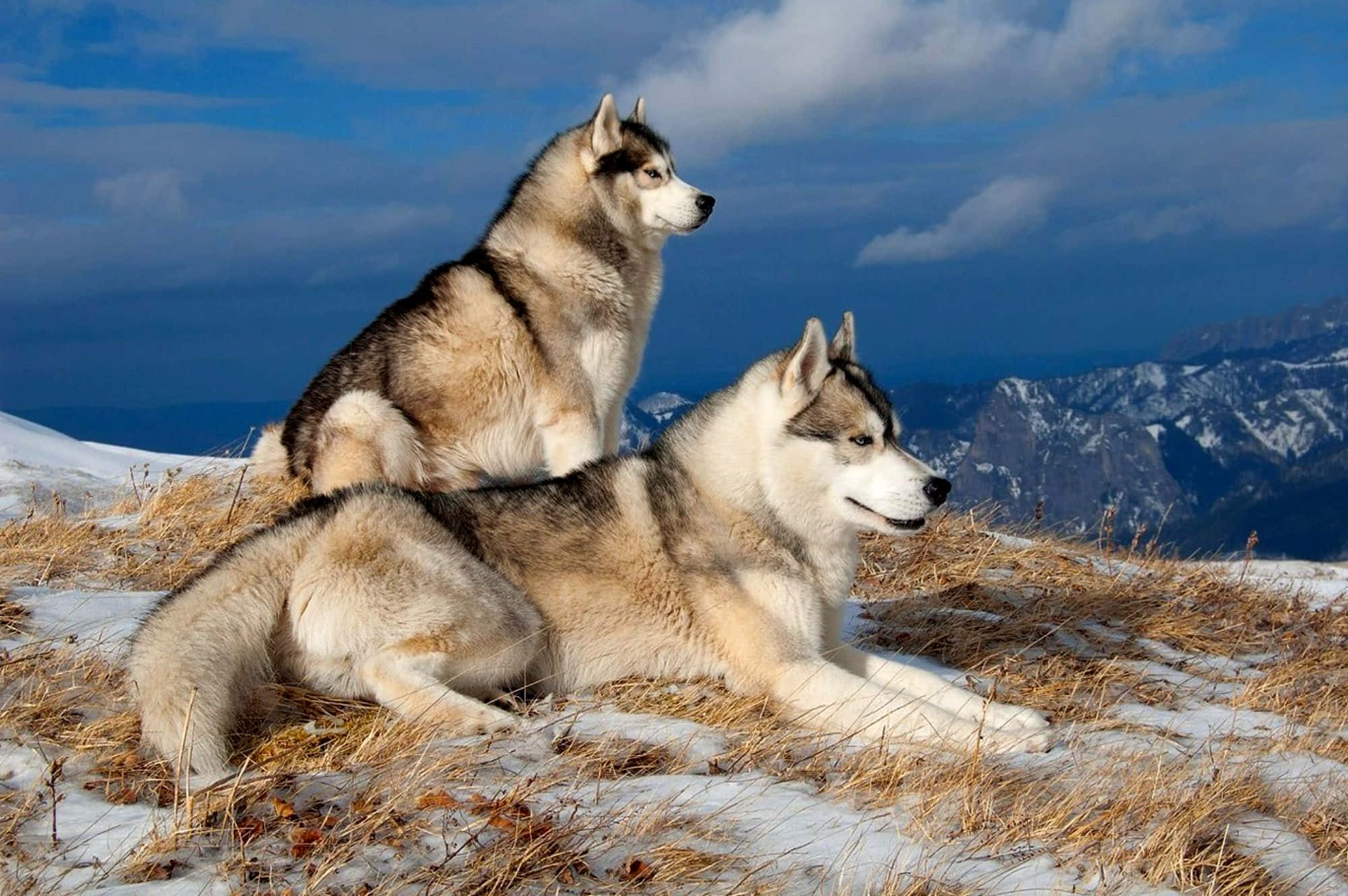 huskies, snowy grass, snow-capped mountains, Full HD Desktop Wallpaper