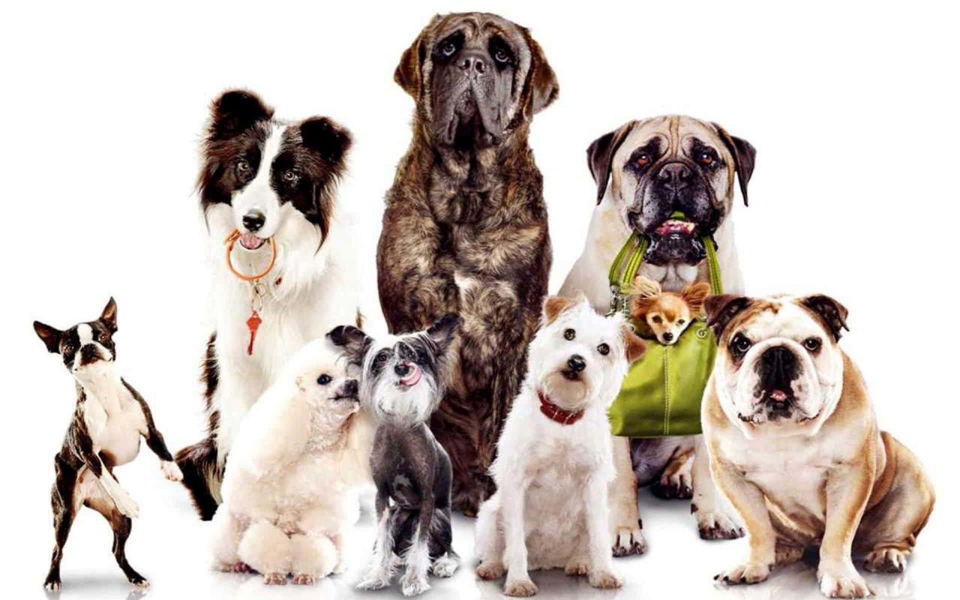 Aesthetic Dogs, different breeds of dogs, various breeds and sizes, Full HD Desktop Wallpaper