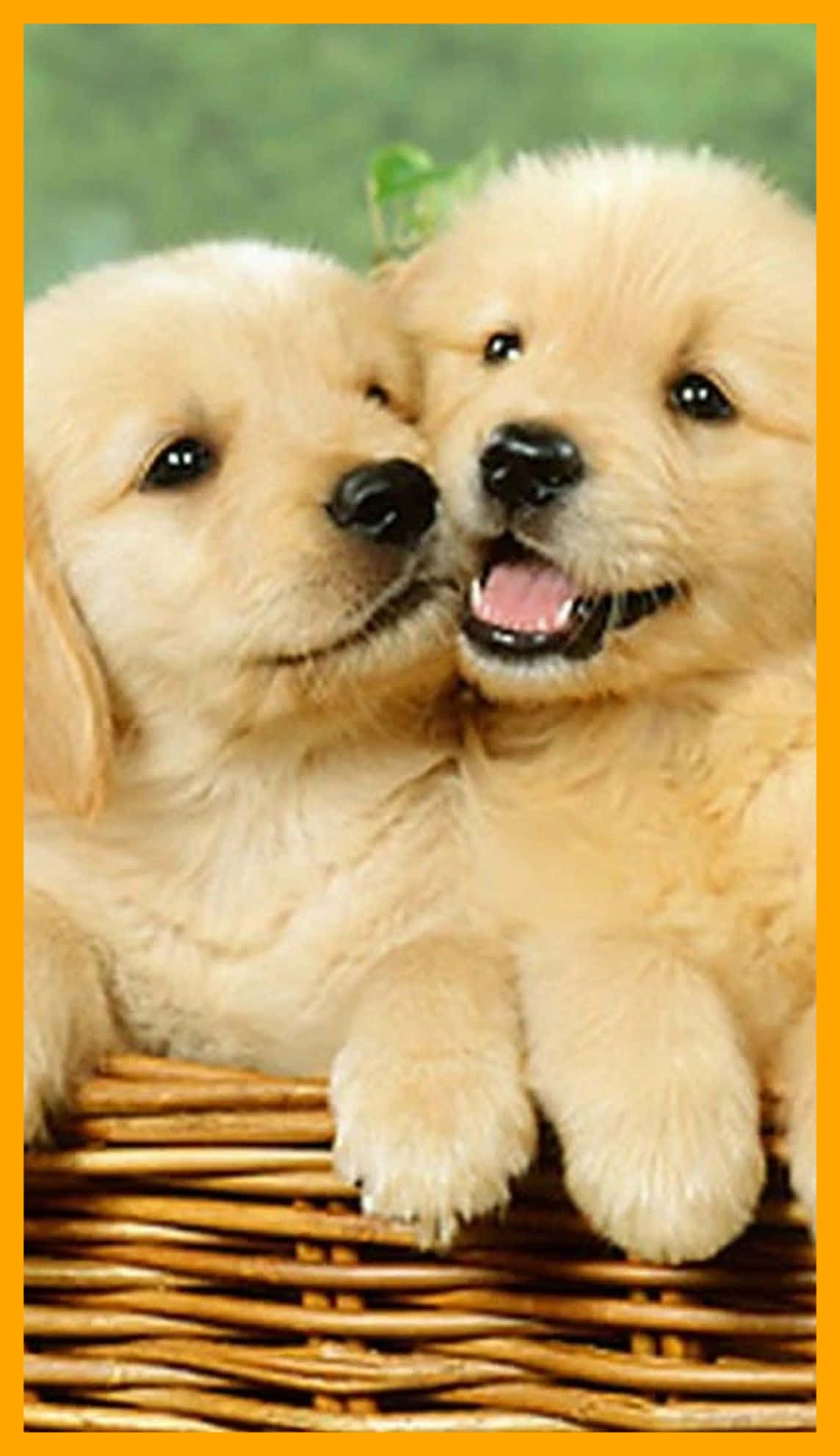 golden retriever, fluffy, wicker basket, Full HD Phone Wallpaper