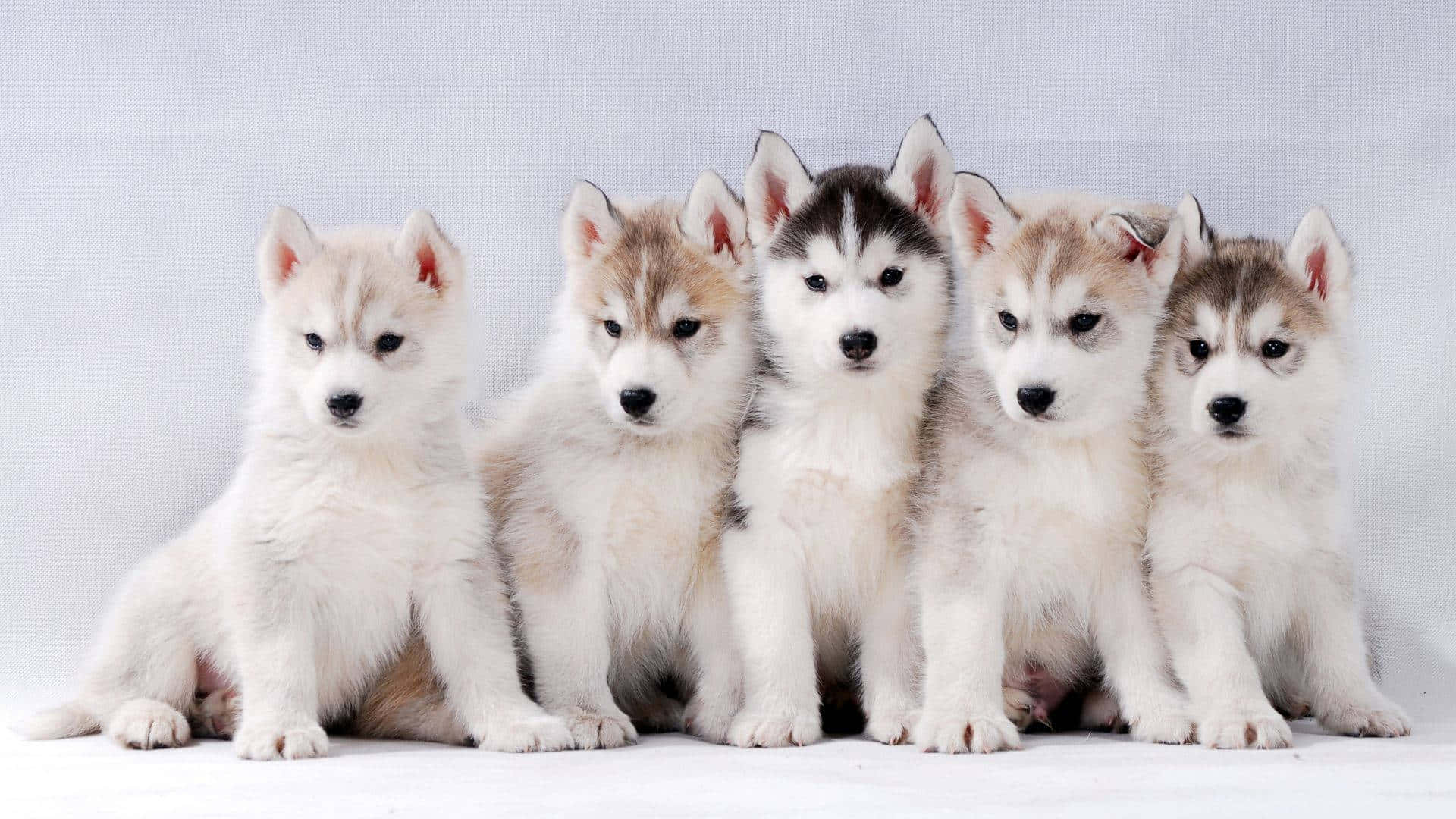husky puppies, fluffy white and gray fur, row, Full HD Desktop Wallpaper
