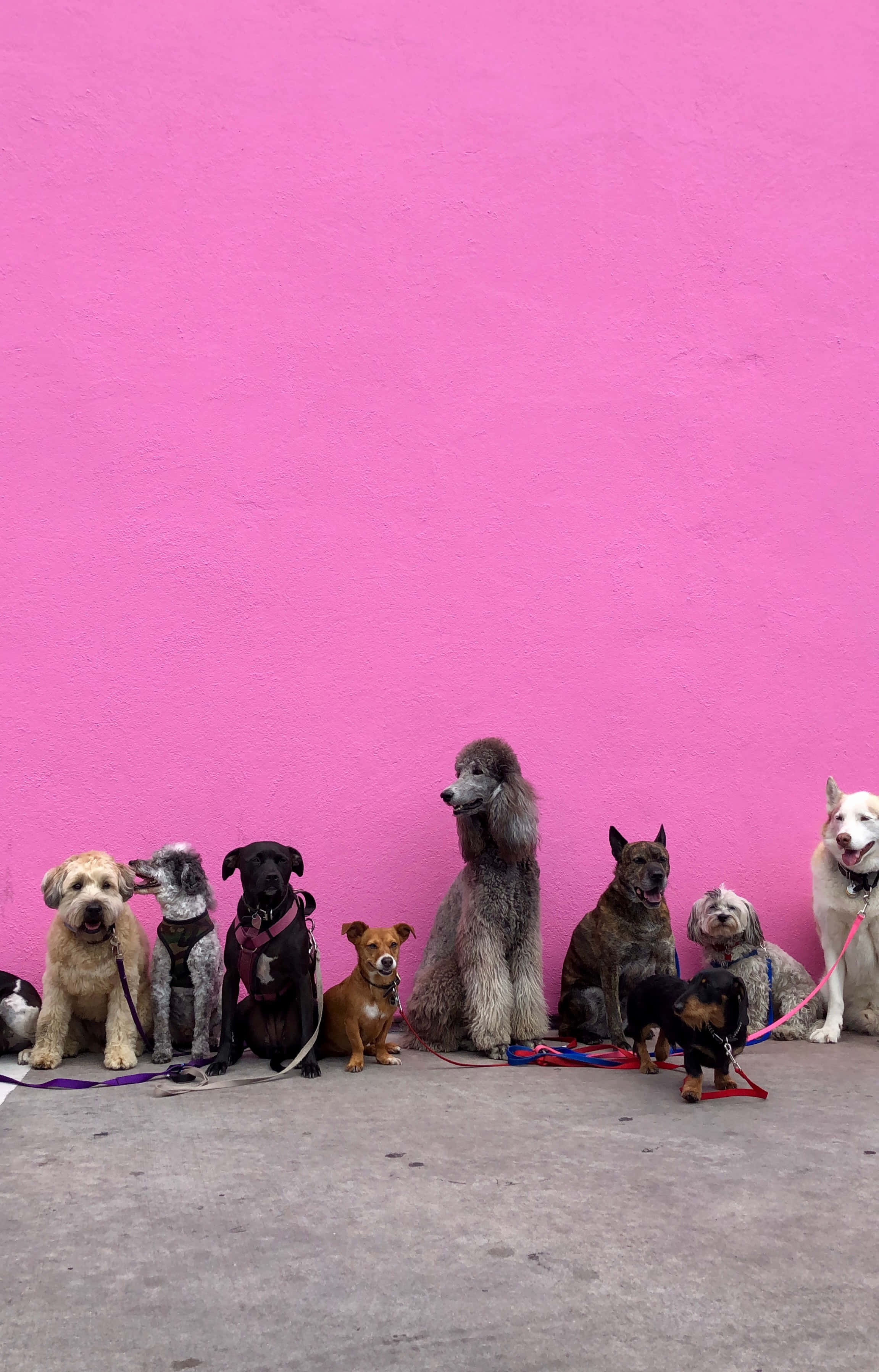 Aesthetic Dogs, vibrant pink wall, concrete floor, 2K Phone Wallpaper