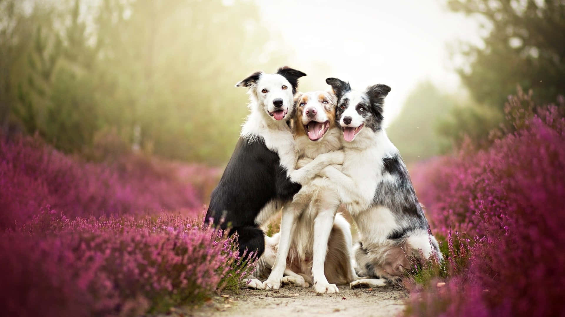 border collies, vibrant purple heather, soft golden sunlight, Full HD Desktop Wallpaper