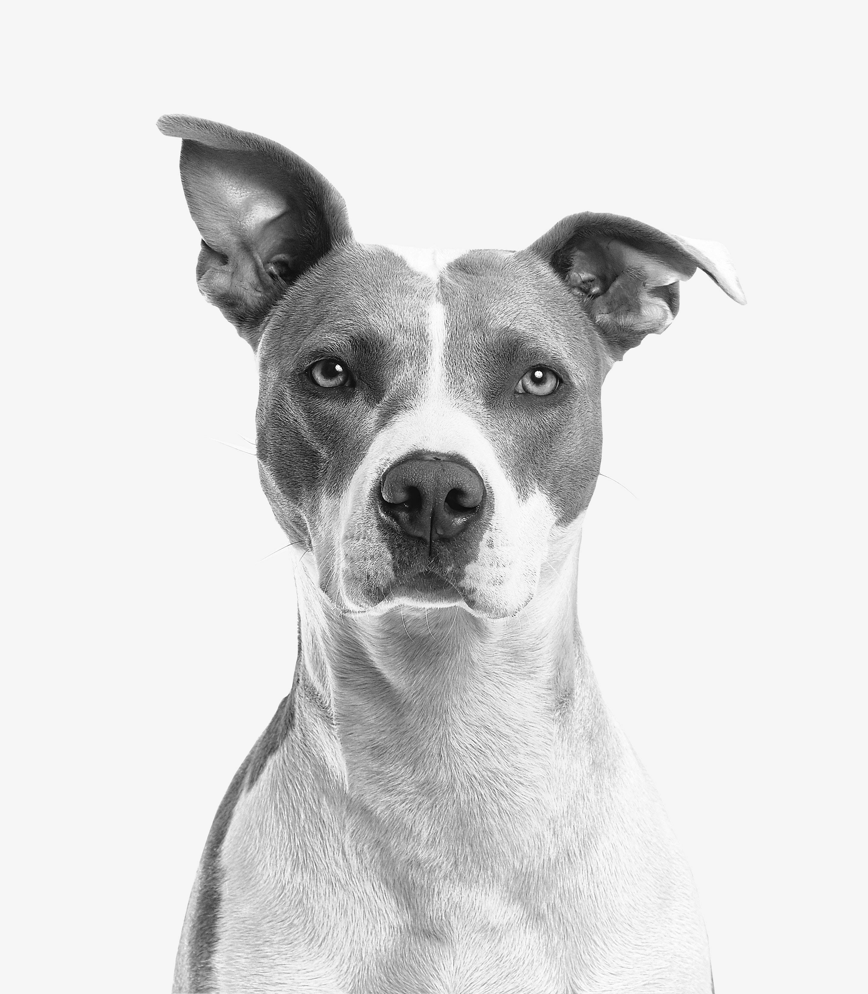 black and white photography, pit bull, portrait, 2K Phone Wallpaper