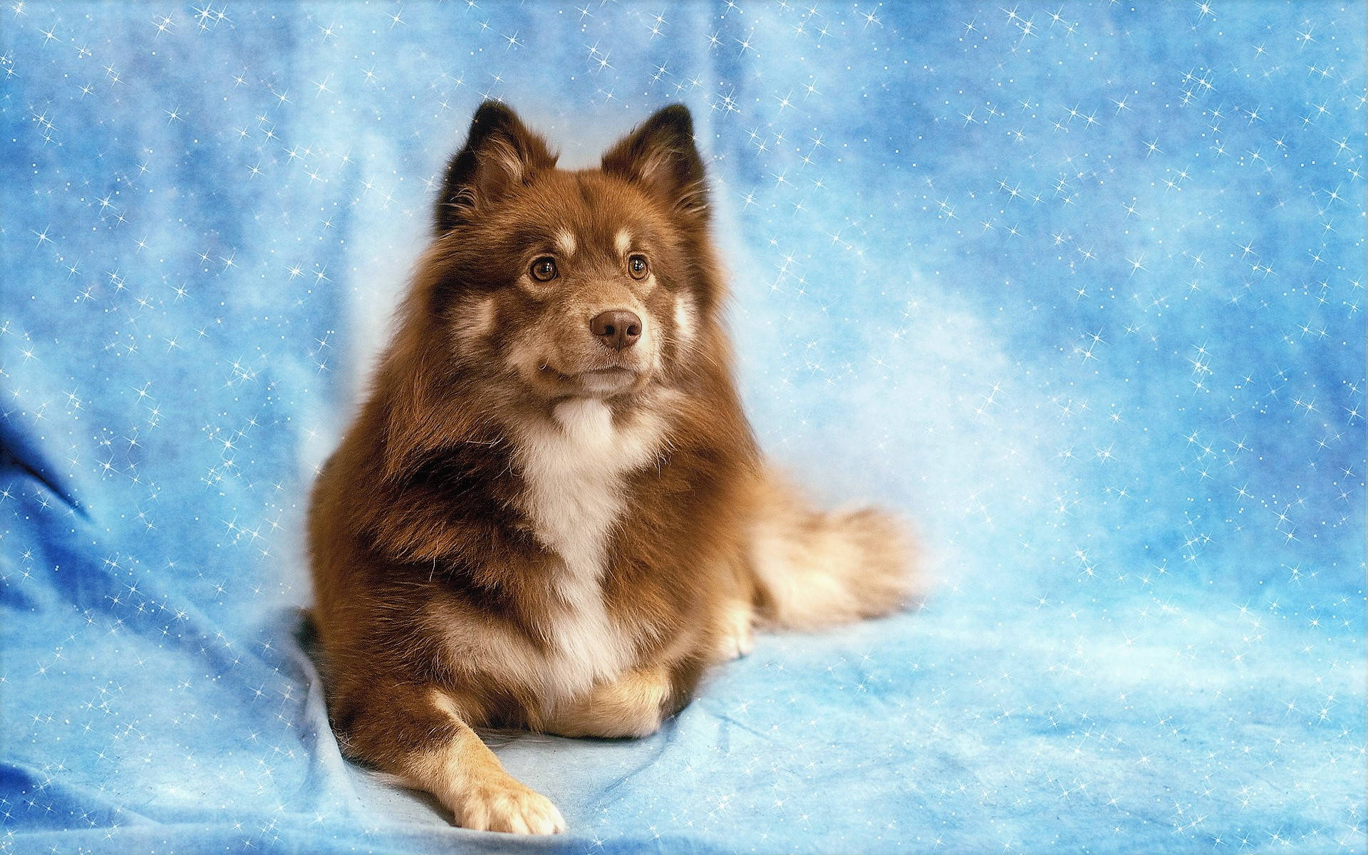 fluffy brown and white dog, sparkling blue fabric backdrop, star-like glitter, Full HD Desktop Wallpaper