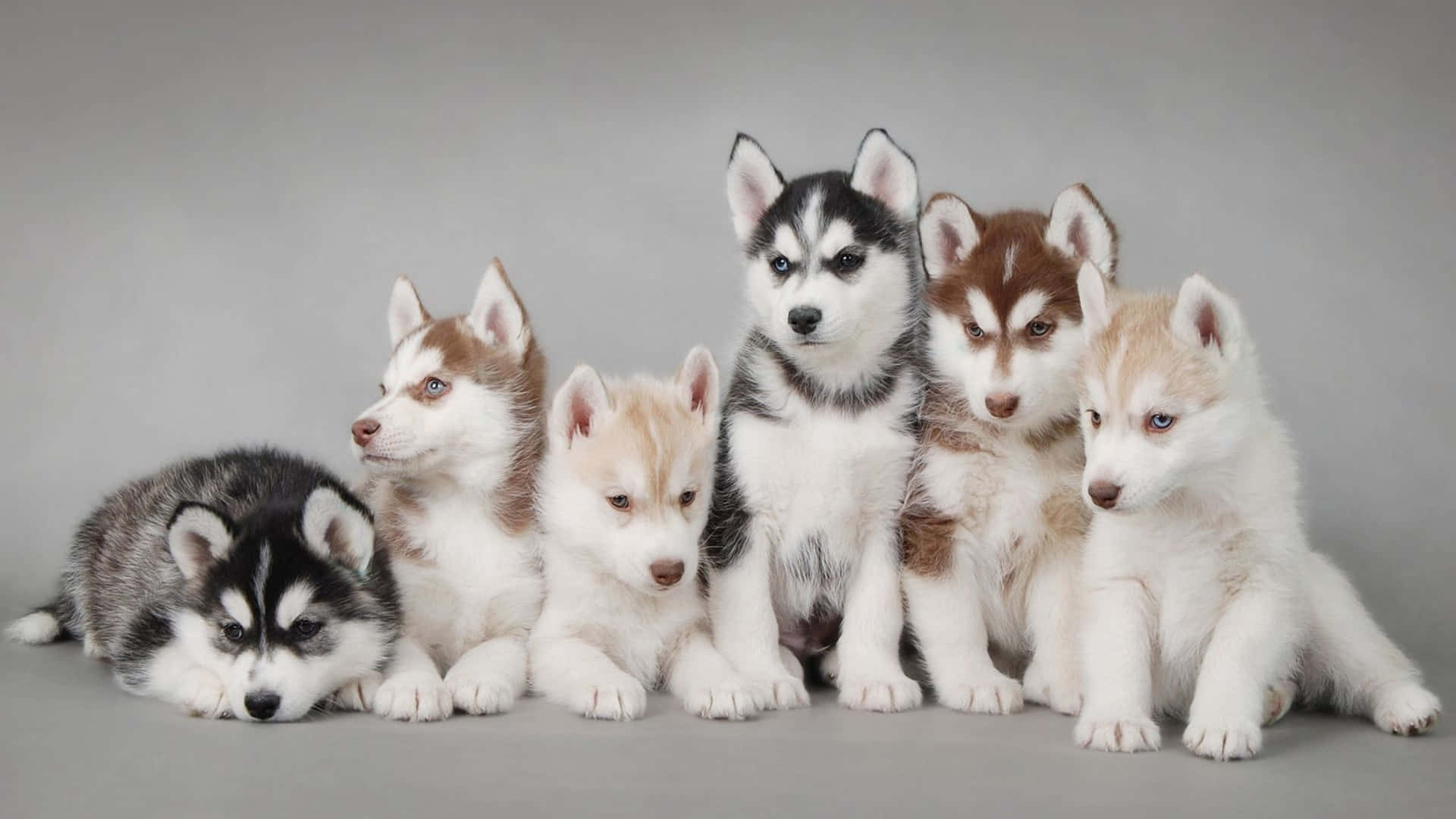husky puppies, blue and brown eyes, neutral gray studio background, Full HD Desktop Wallpaper