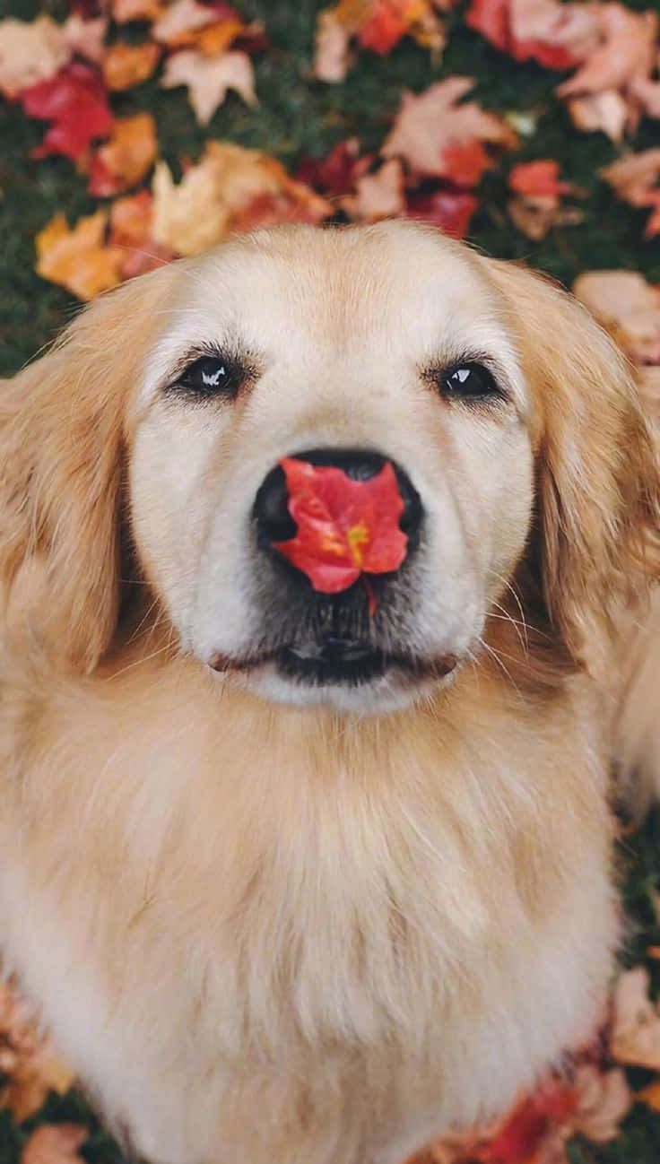 golden retriever puppy, red maple leaf, autumn leaves, HD Phone Wallpaper