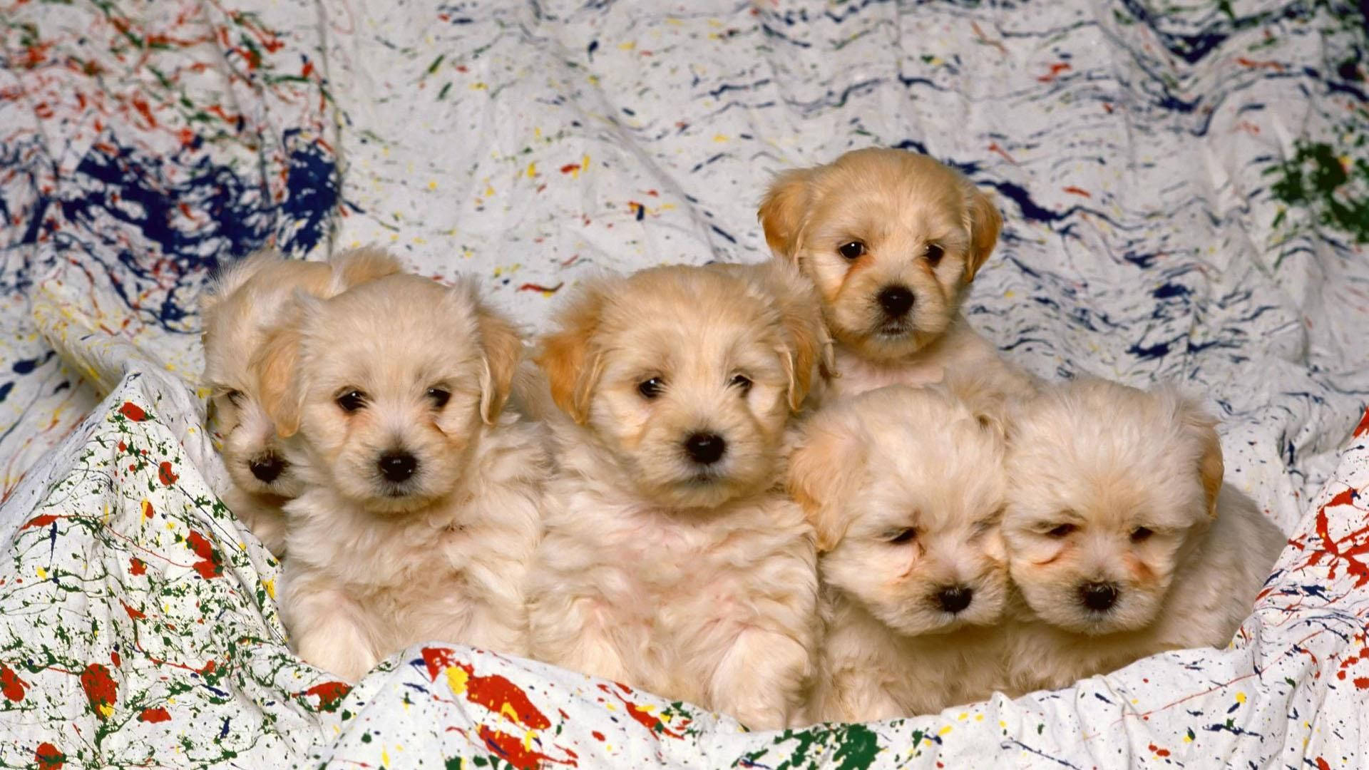 creamy, paint-splattered, white blanket, Full HD Desktop Wallpaper