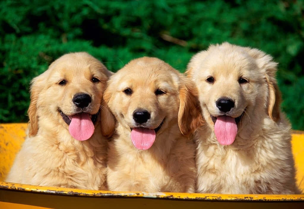 golden retriever puppies, pink tongues, yellow boat, SD Desktop Wallpaper