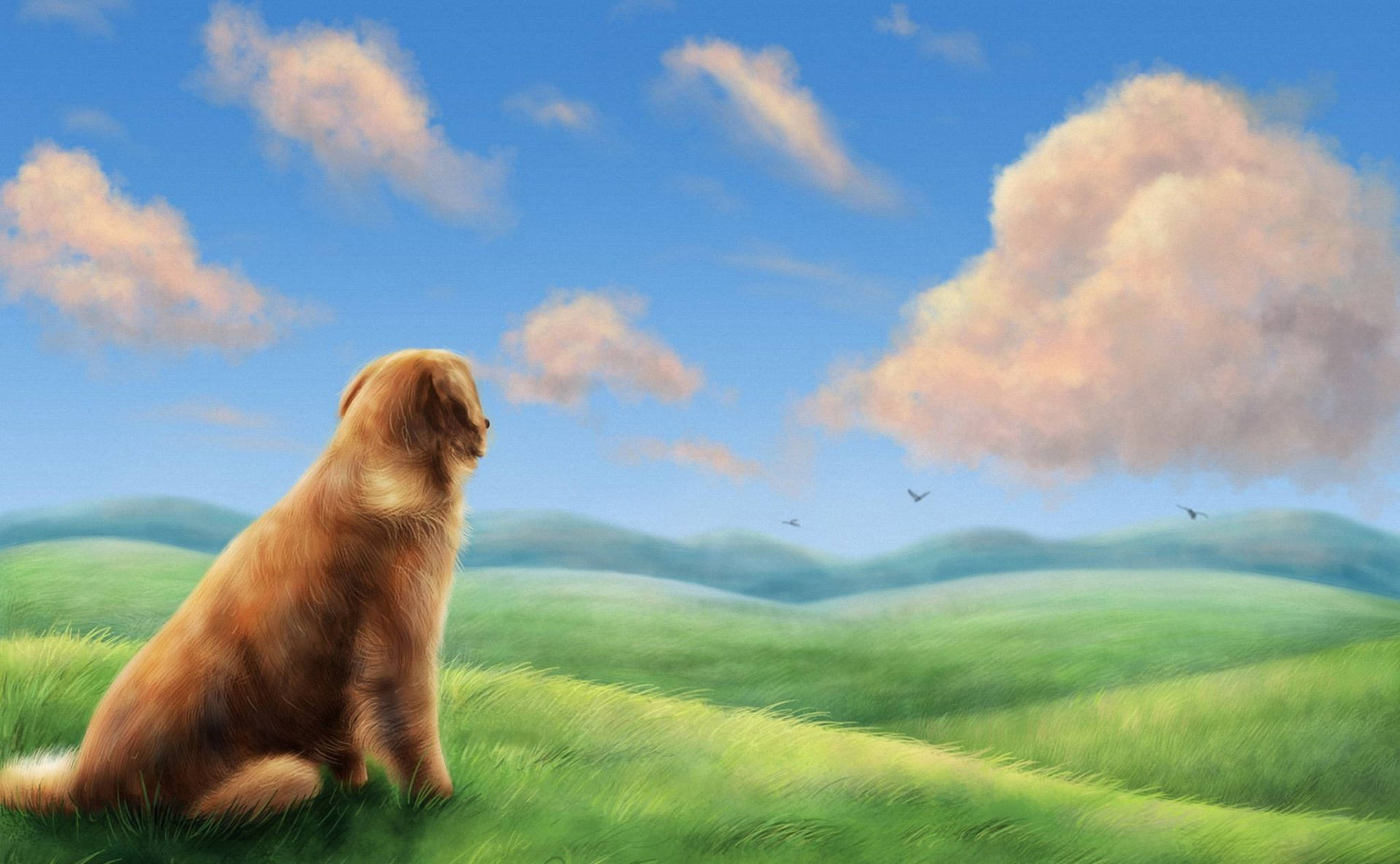 golden retriever, sunlit grassy hill, bright blue sky, Full HD Desktop Wallpaper