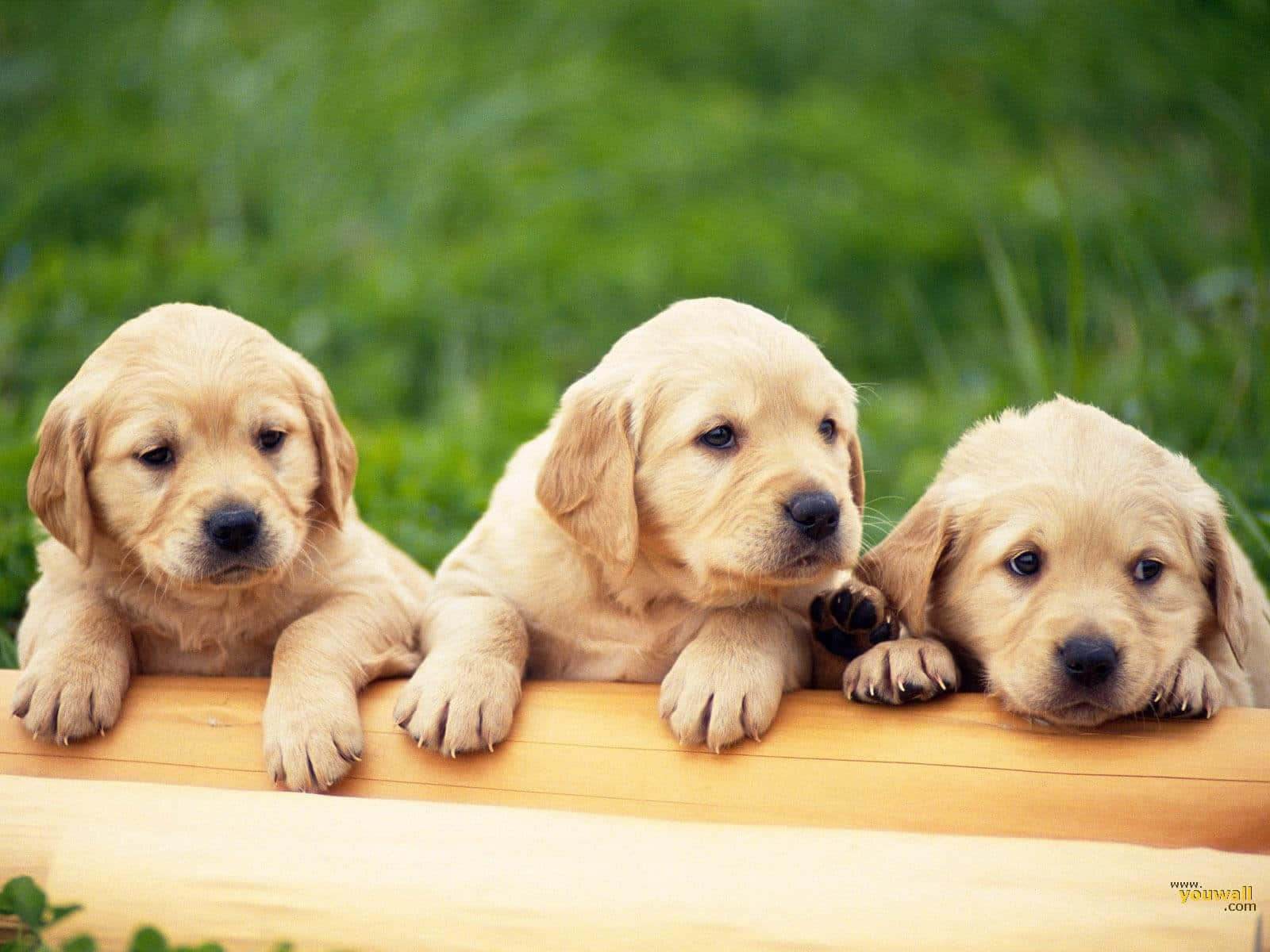 golden retriever puppies, wooden fence, soft green grassy background, HD Desktop Wallpaper