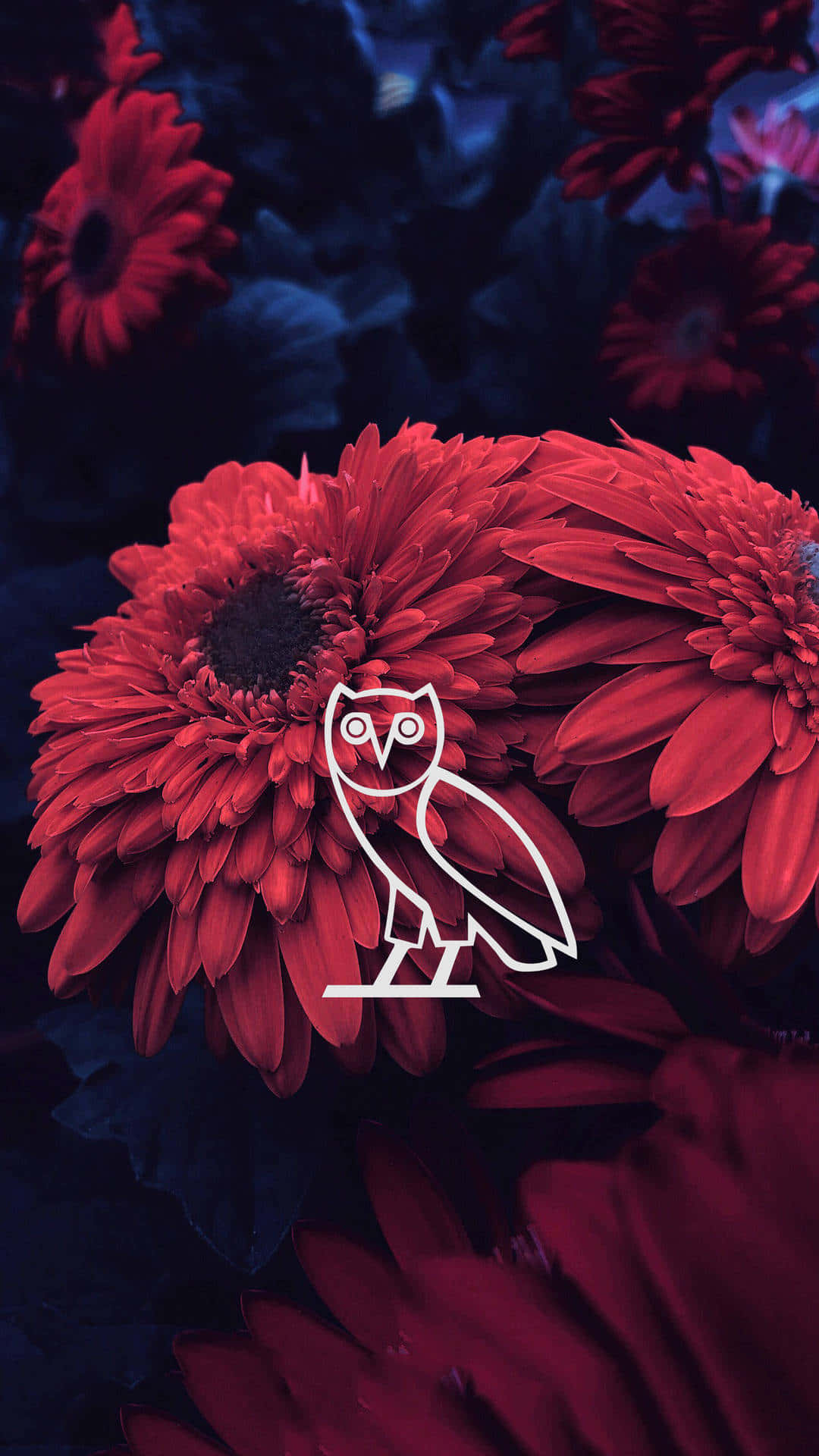 Aesthetic Drake, vibrant red gerbera daisies, deep blue background, Full HD Phone Wallpaper