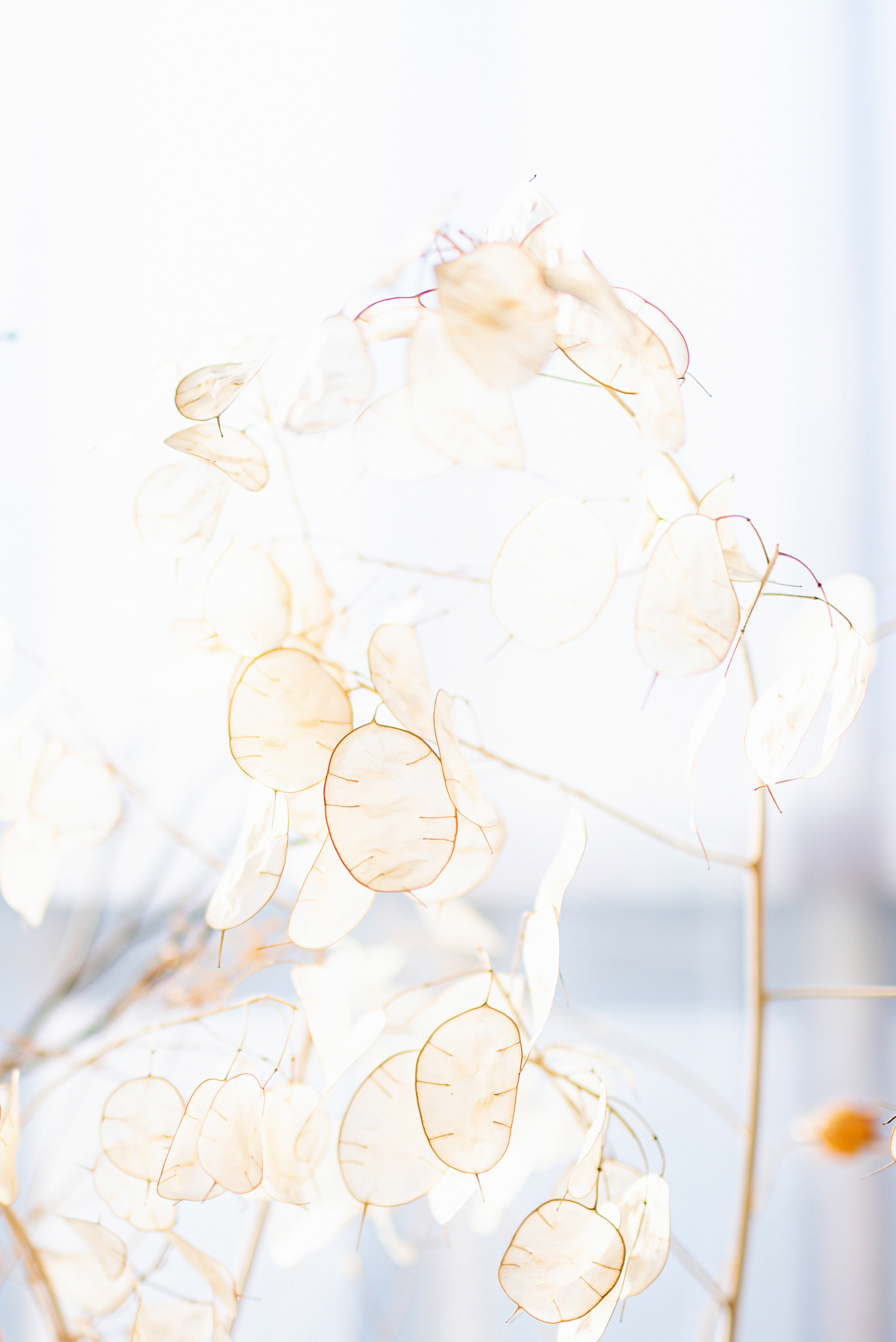 white aesthetic floral decor, translucent seed pods, bright white background, 5K Phone Wallpaper