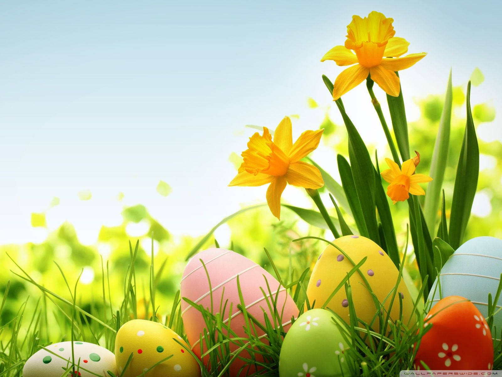 Easter eggs, vibrant green grass, blooming yellow daffodils, HD Desktop Wallpaper