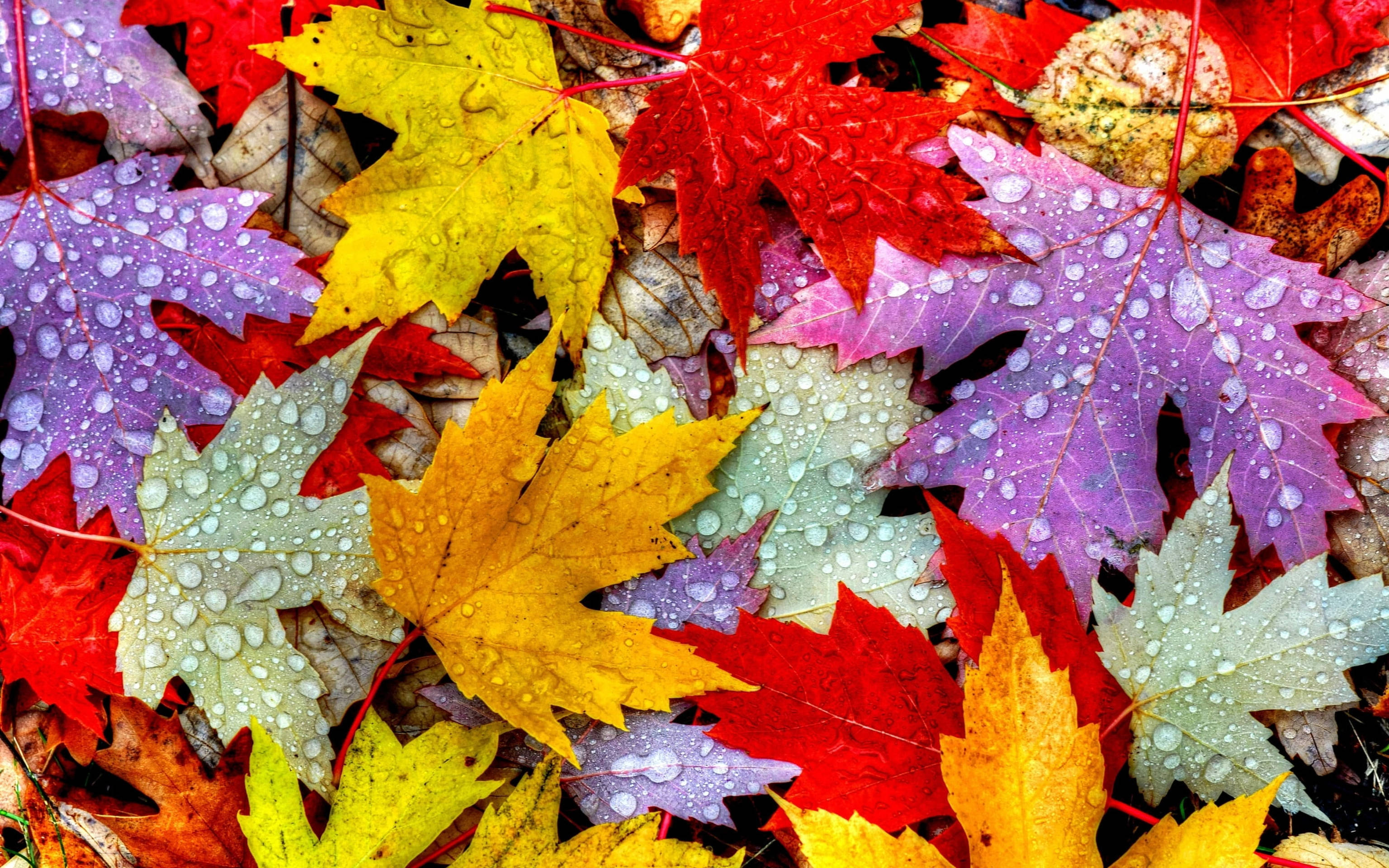colorful aesthetic fall, maple leaves, red yellow and purple hues, 2K Desktop Wallpaper