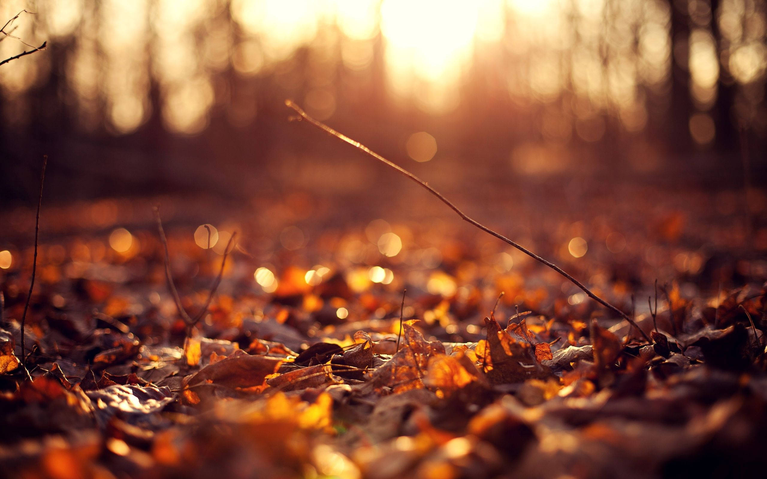 Aesthetic Fall, sunset, golden sunlight, 2K Desktop Wallpaper
