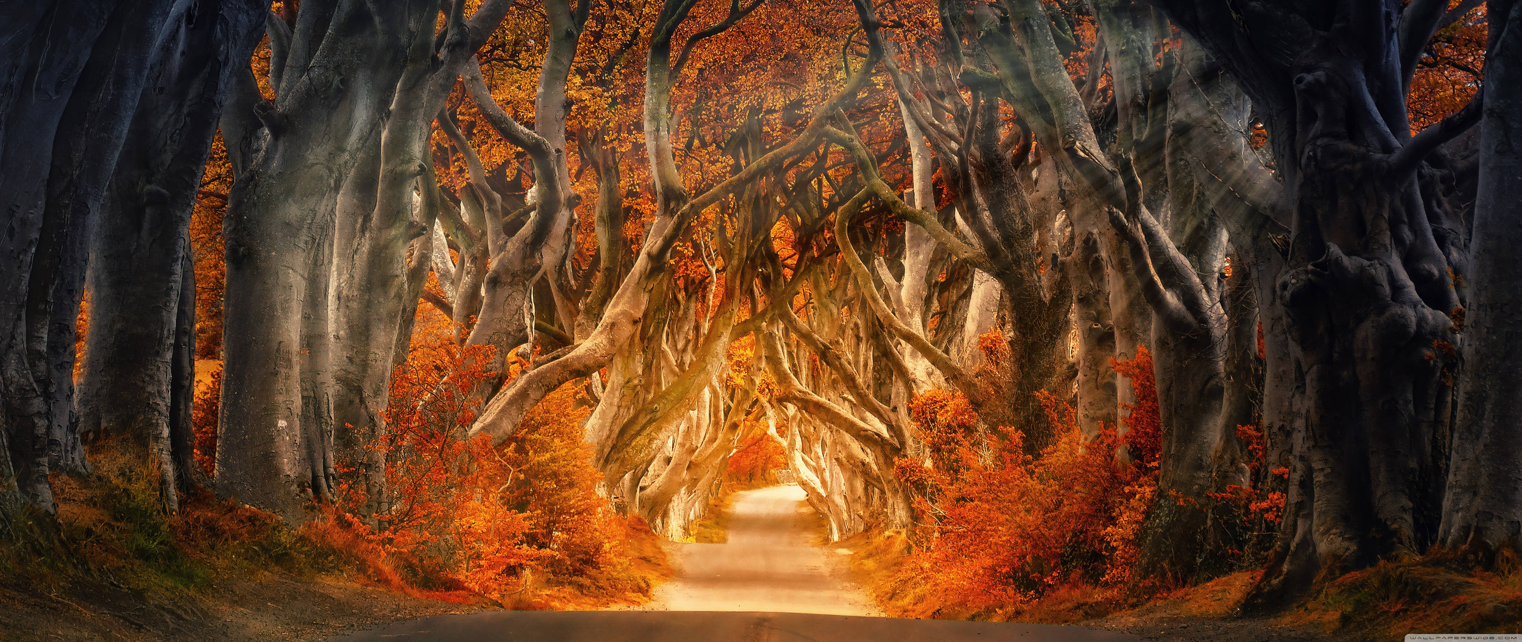 Aesthetic Fall, forest, sunrays, 5K Desktop Wallpaper