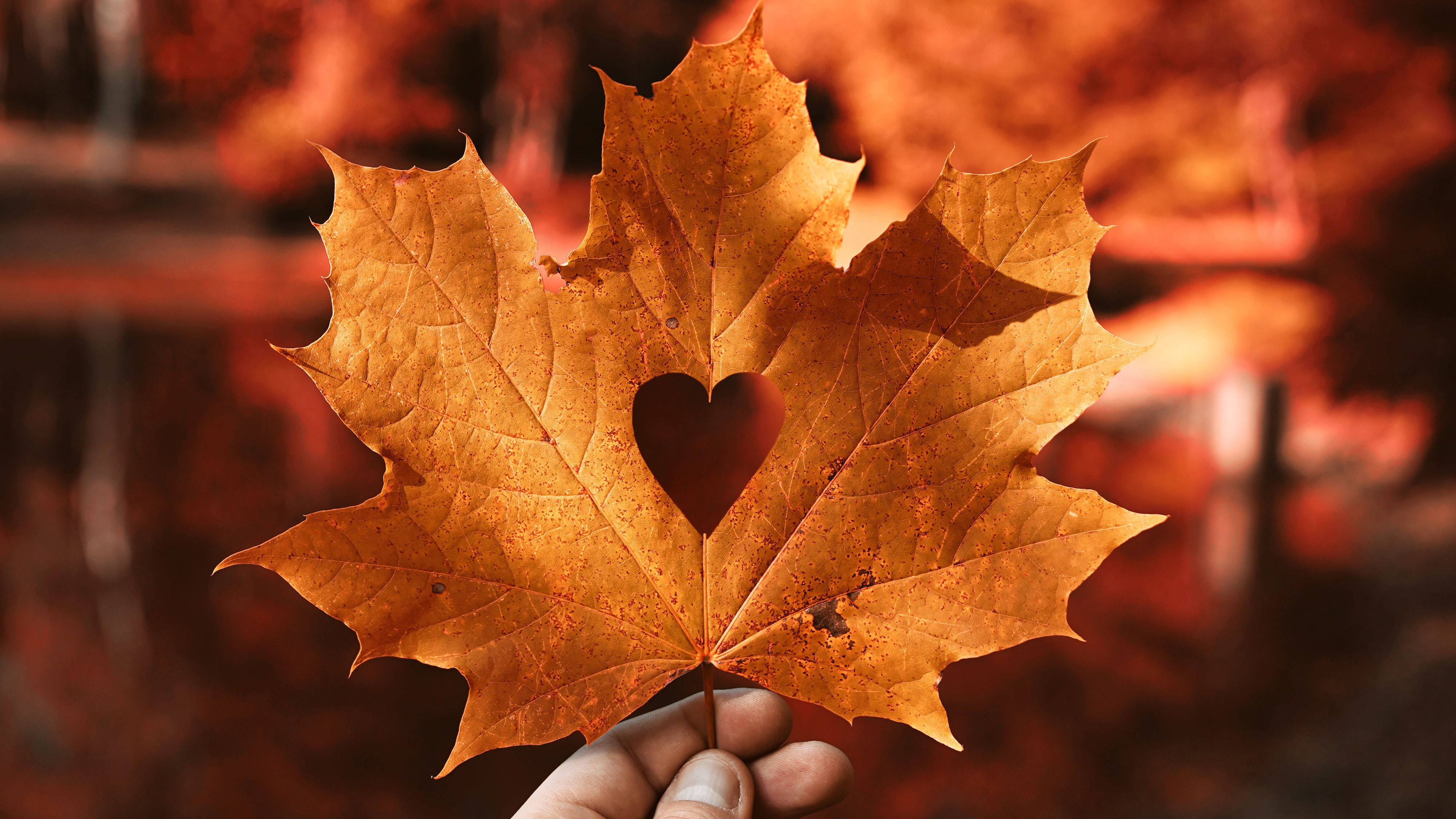 golden maple leaf, heart-shaped hole, warm blurred autumn background, 4K Desktop Wallpaper