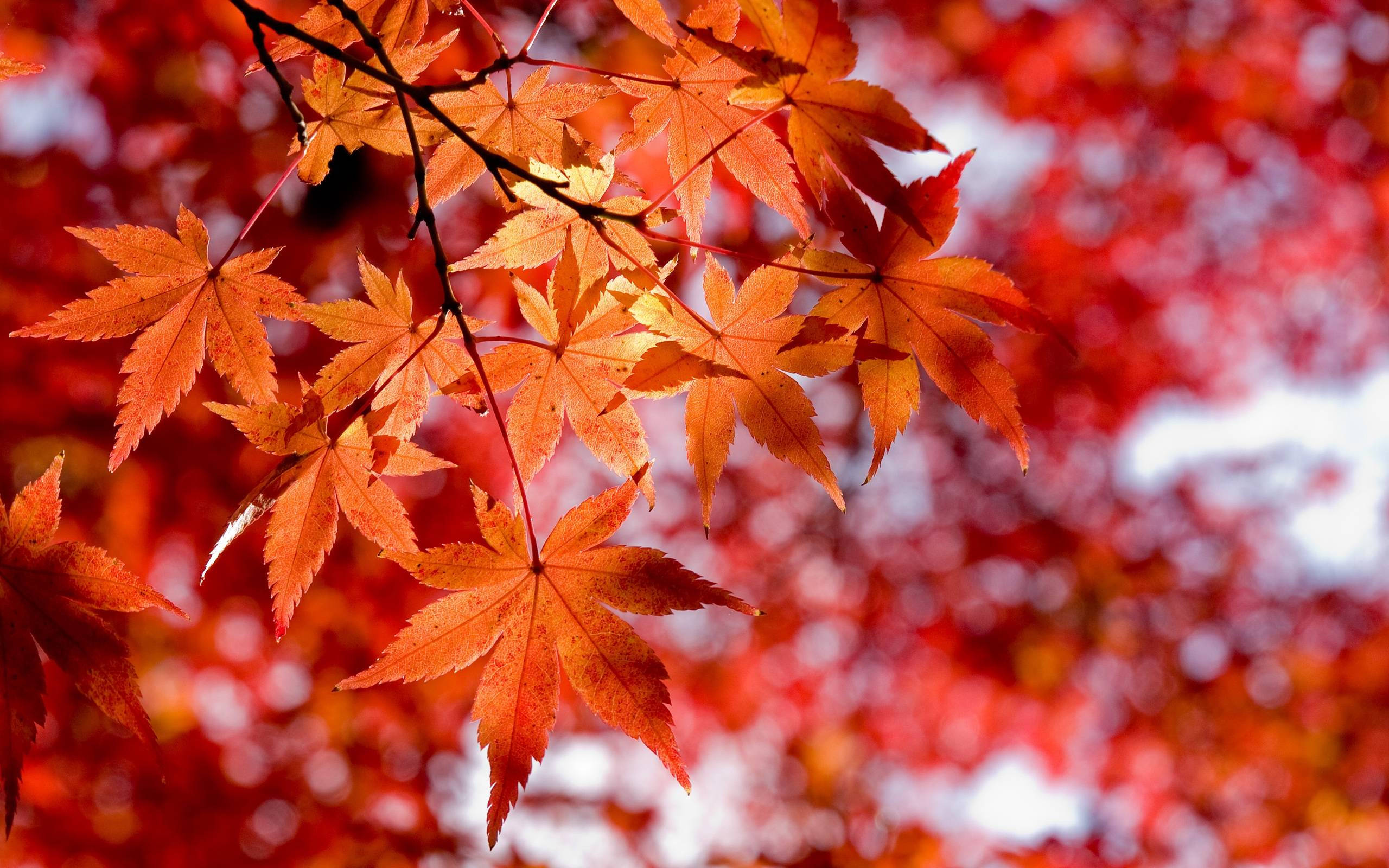 orange maple tree, vibrant orange maple leaves, red and white autumn backdrop, 2K Desktop Wallpaper