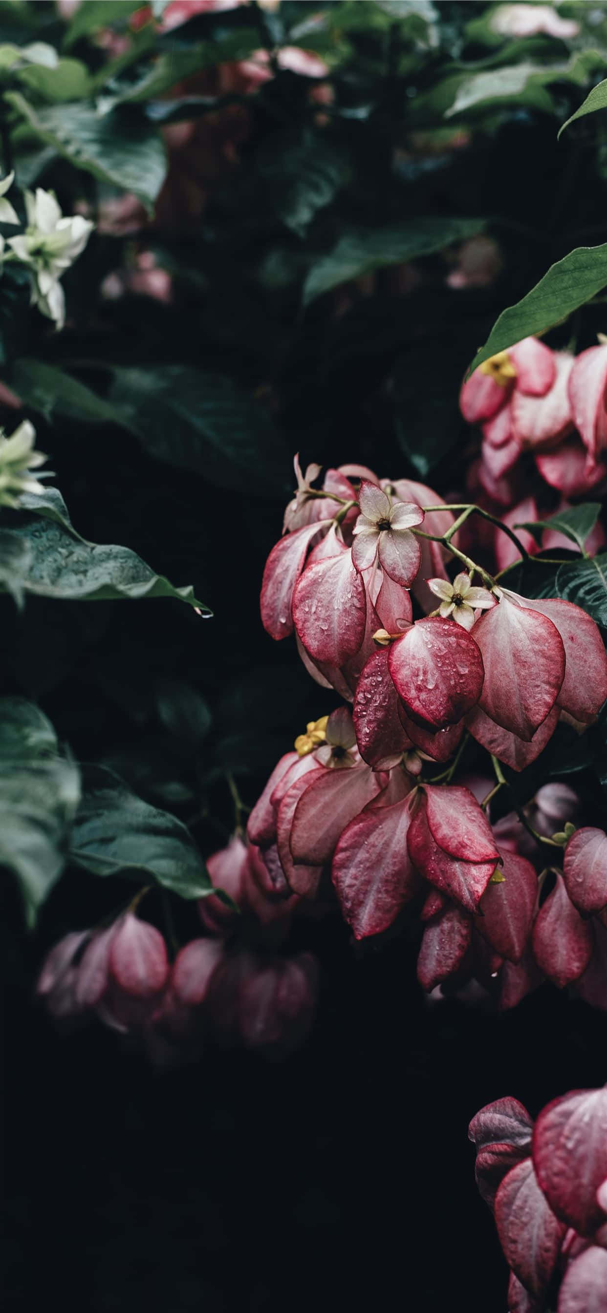Aesthetic Floral, deep burgundy flowers, dewdrops, 2K Phone Wallpaper