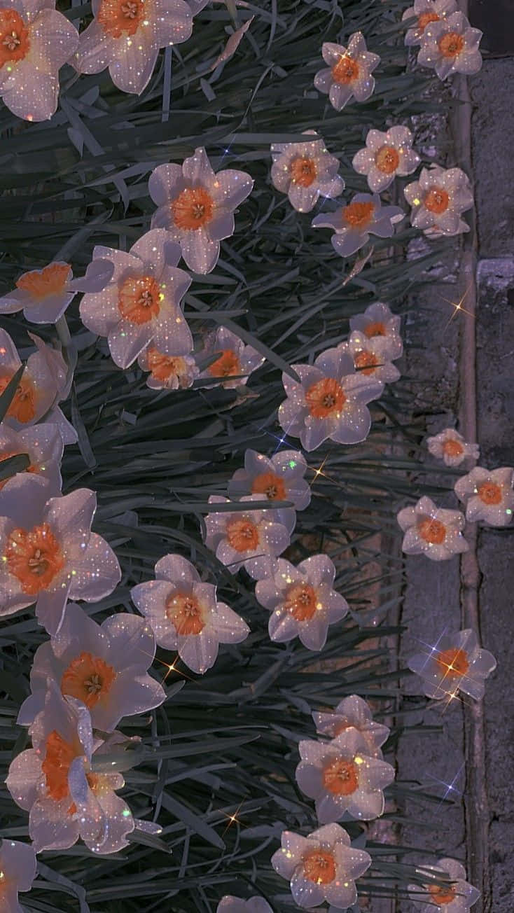 Aesthetic Floral, white daffodils, glowing orange centers, HD Phone Wallpaper