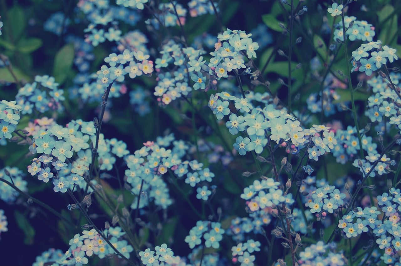 forget-me-nots, soft blue, yellow hues, HD Desktop Wallpaper