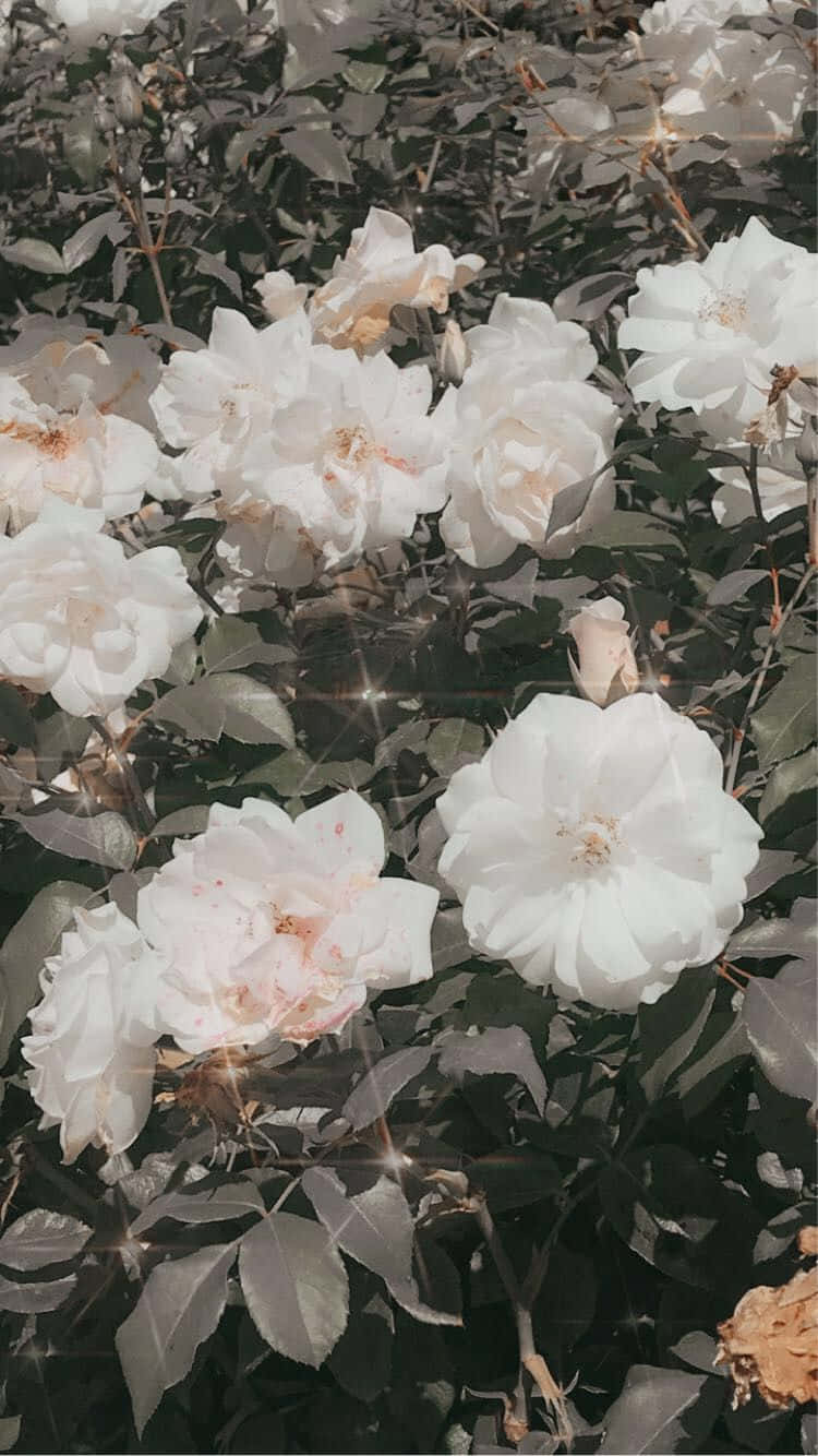 Aesthetic Floral, white roses, dark green leaves, HD Phone Wallpaper