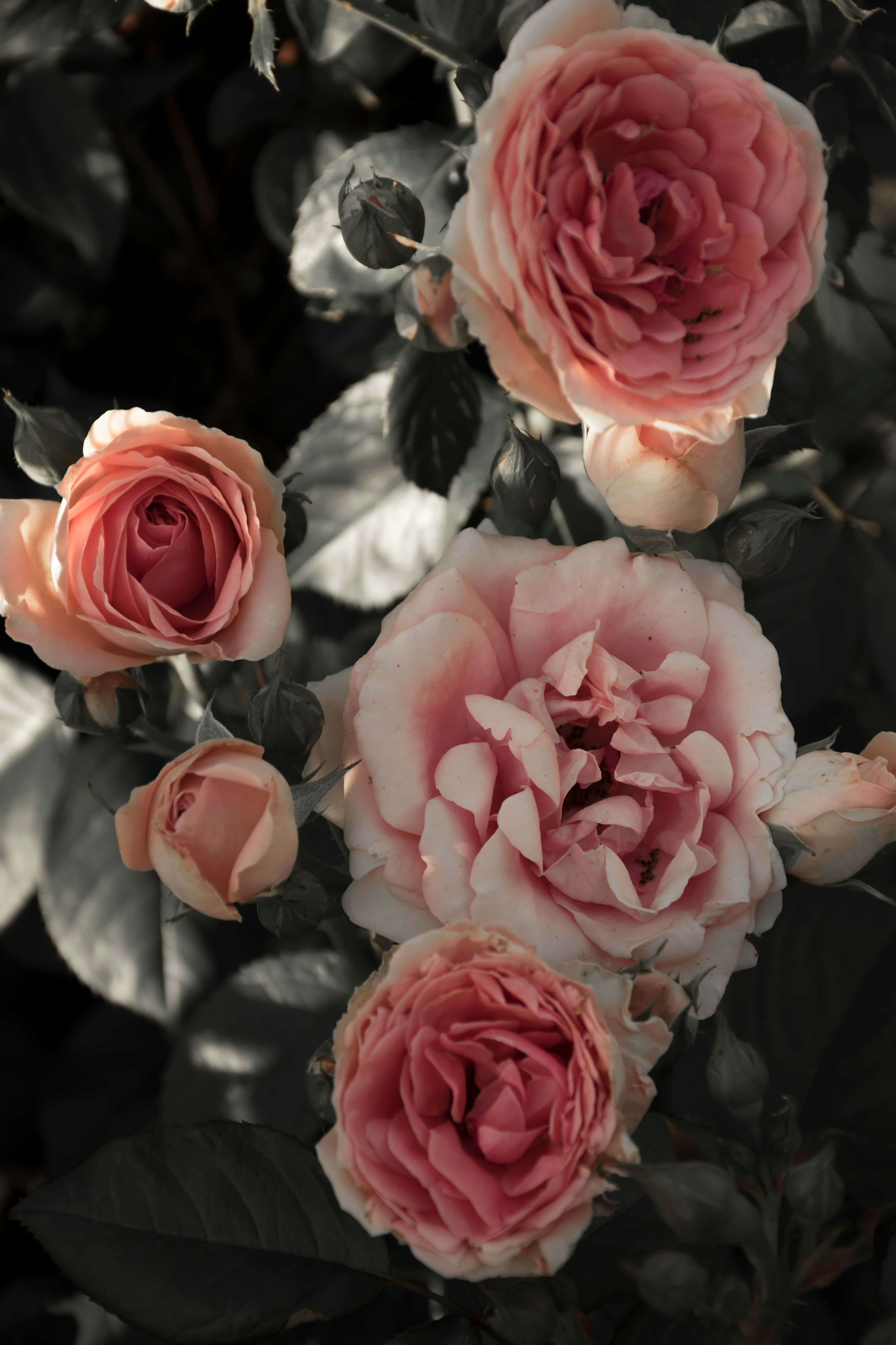 soft pink roses, dark muted foliage, warm sunlight, 5K Phone Wallpaper