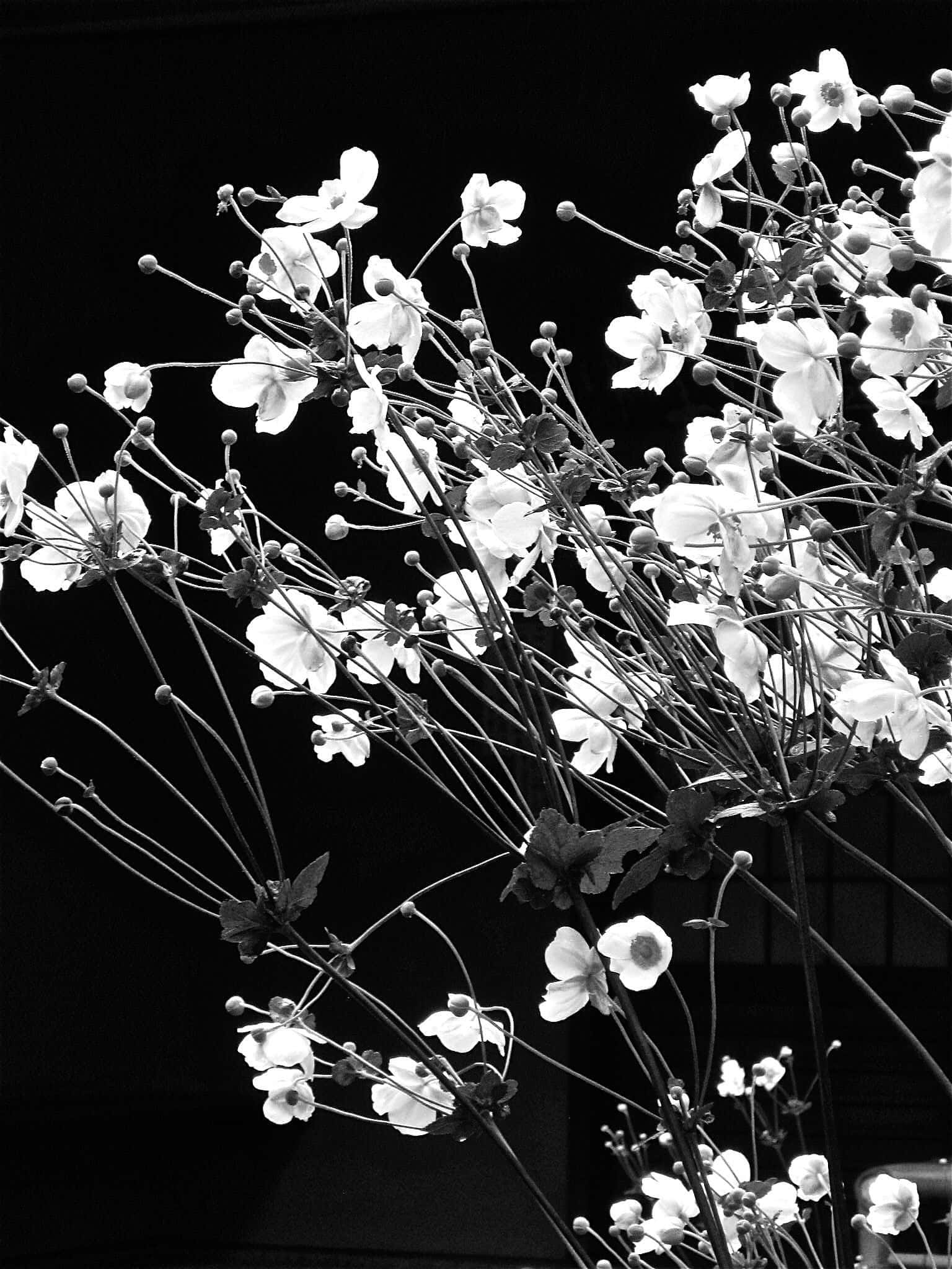 aesthetic floral, white flowers, buds, Full HD Phone Wallpaper