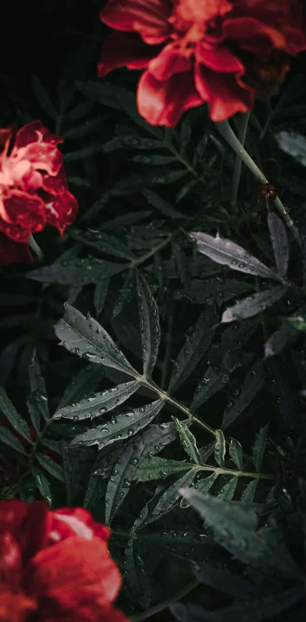 aesthetic floral, vibrant red flowers, dark green leaves, HD Phone Wallpaper