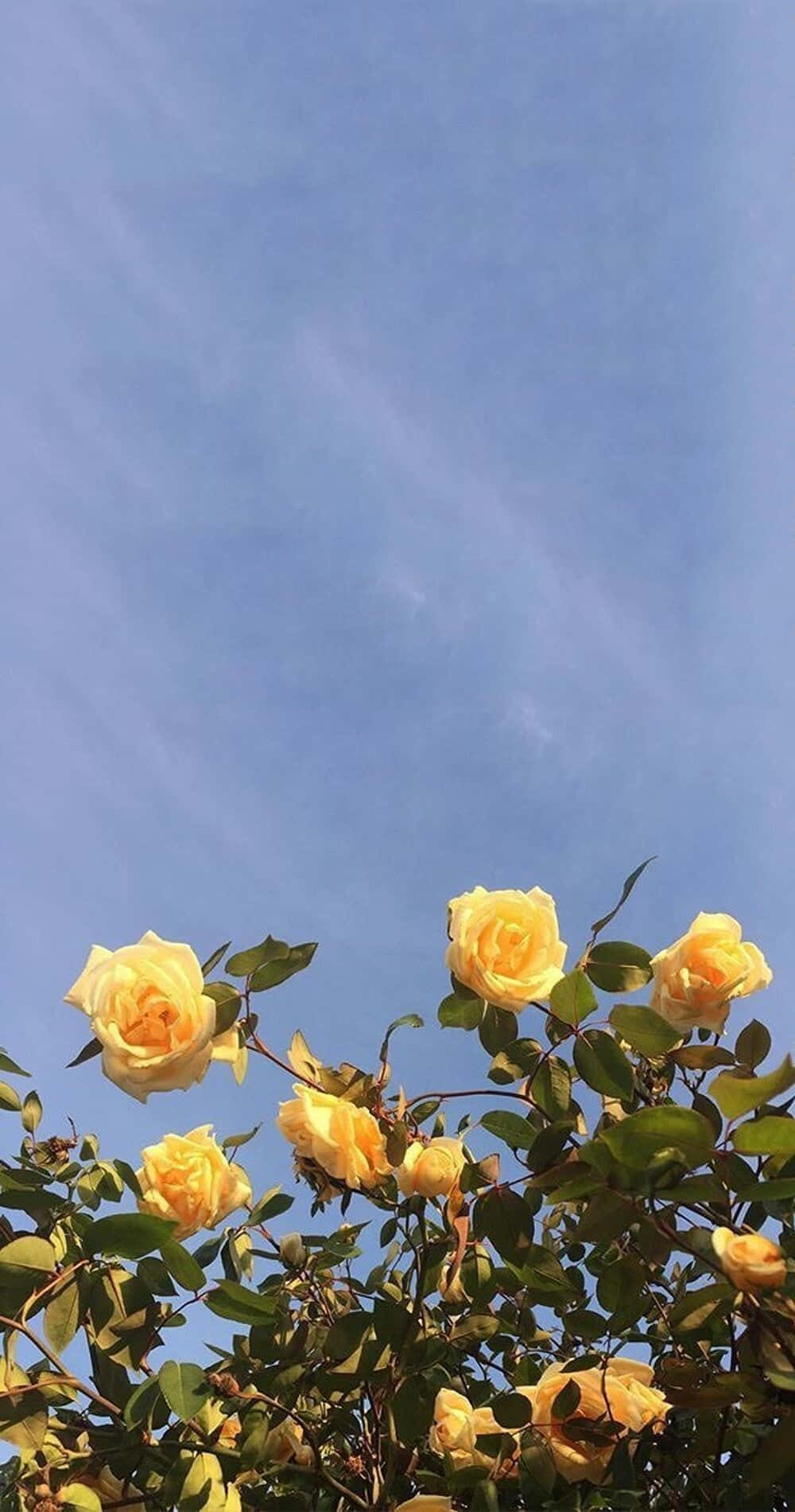 yellow roses, clear blue sky, wispy clouds, HD Phone Wallpaper
