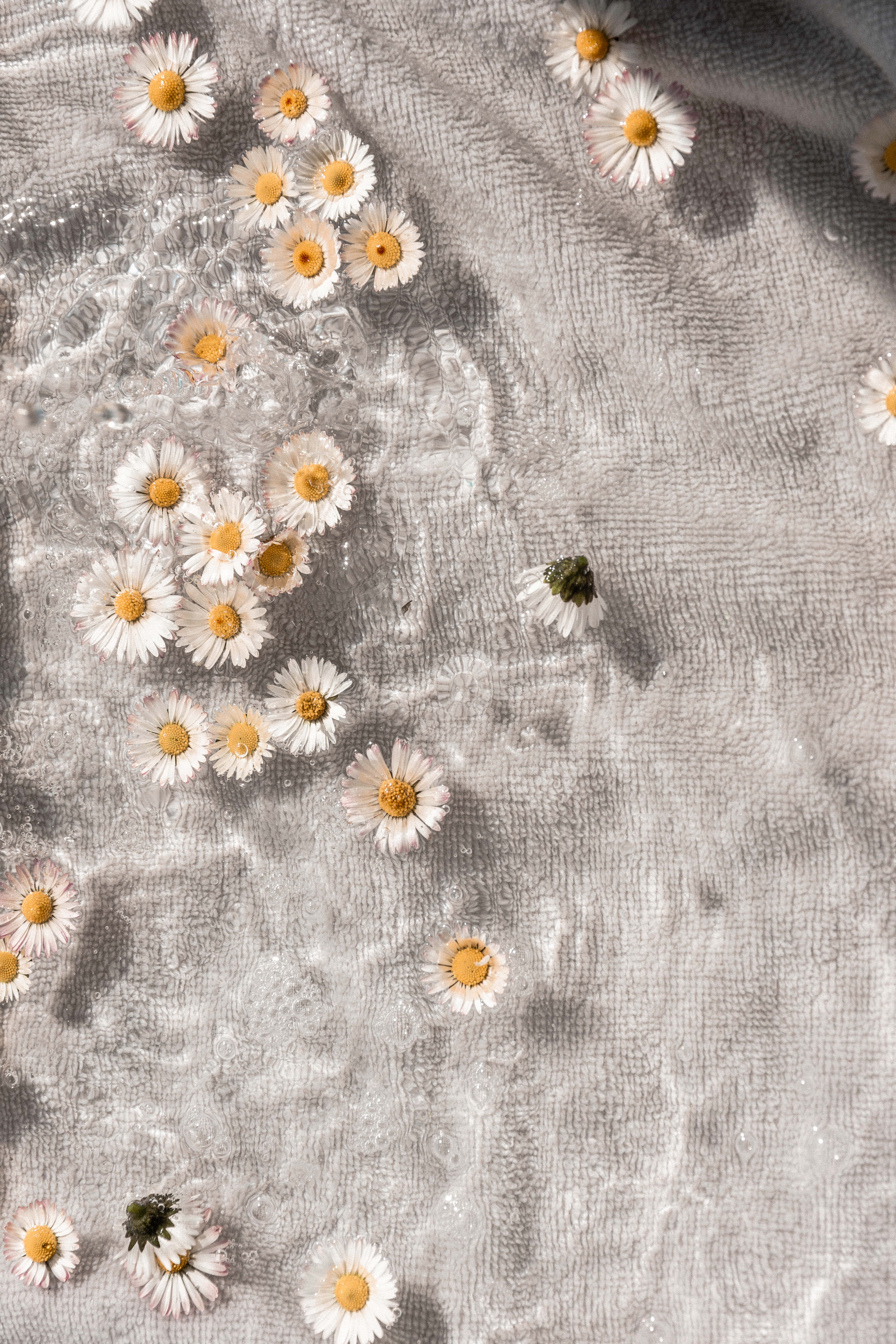 Aesthetic Floral, white daisies, clear water, 5K Phone Wallpaper