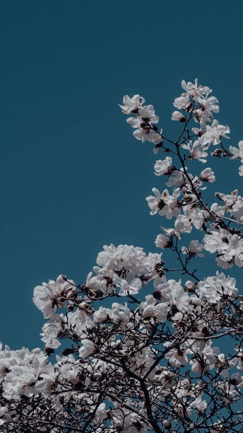 white magnolia blossoms, deep teal sky, serene springtime scene, HD Phone Wallpaper