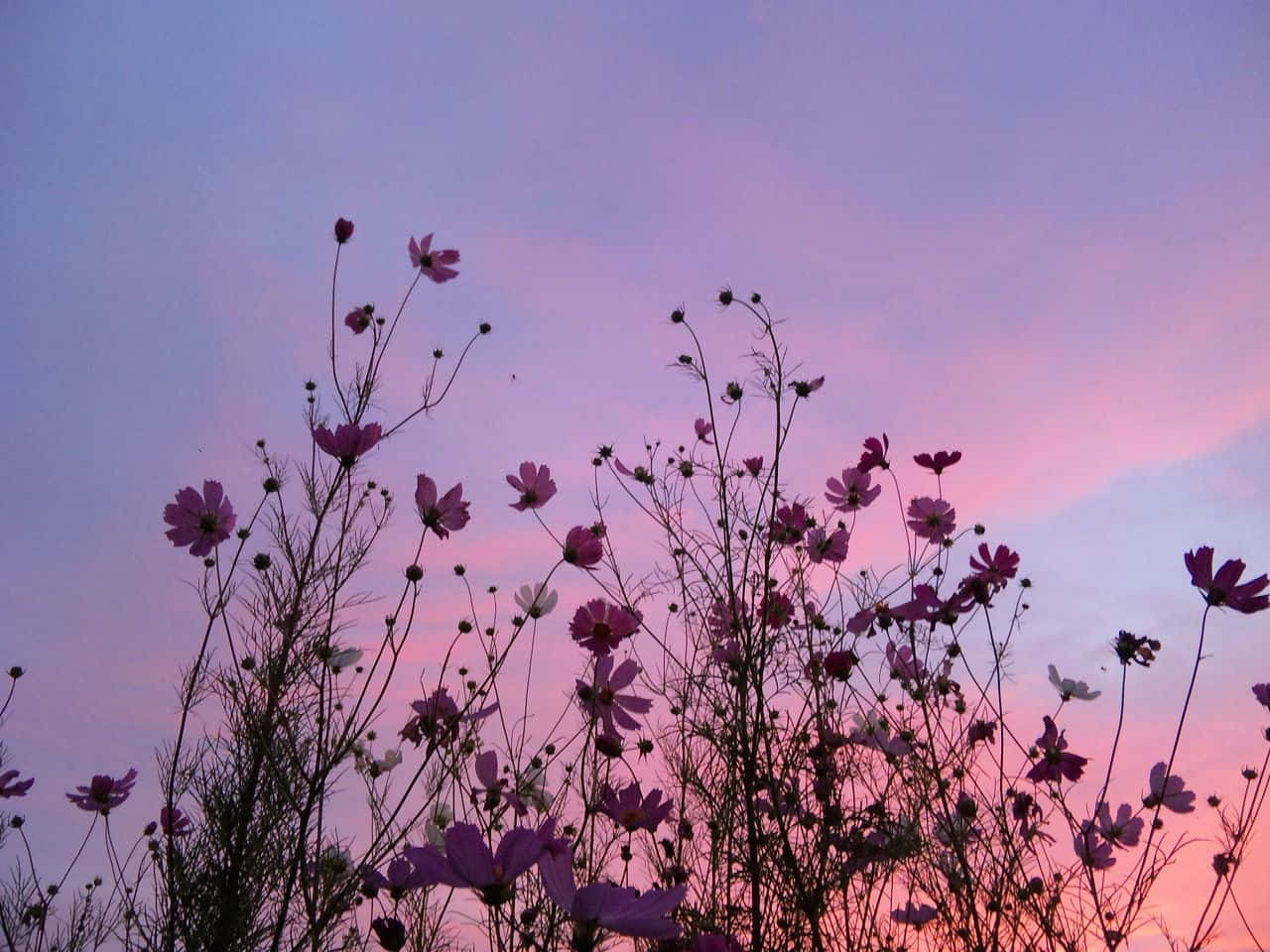pink sky, cosmos flowers, soft purple and pink twilight sky, HD Desktop Wallpaper