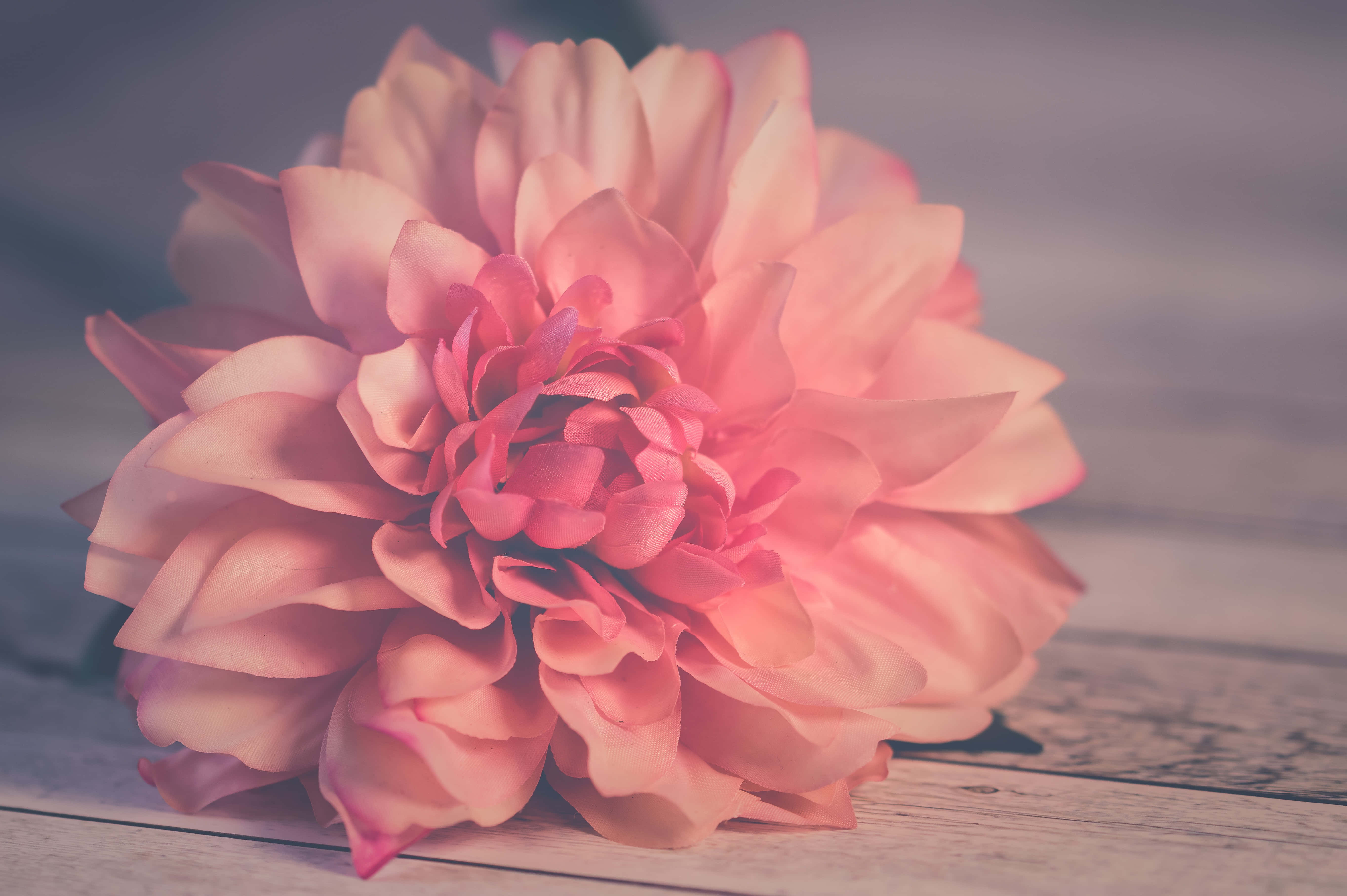 Aesthetic Floral, soft pink dahlia, layered petals, 5K Desktop Wallpaper