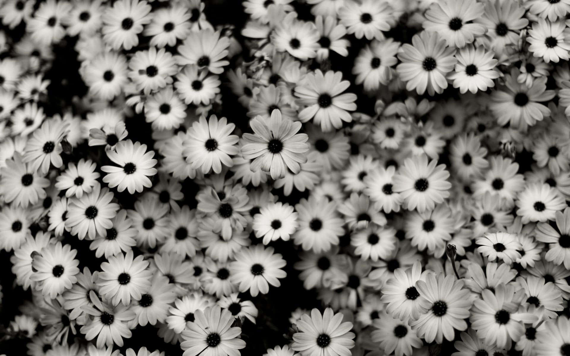 Aesthetic Floral, black and white, daisies, Full HD Desktop Wallpaper