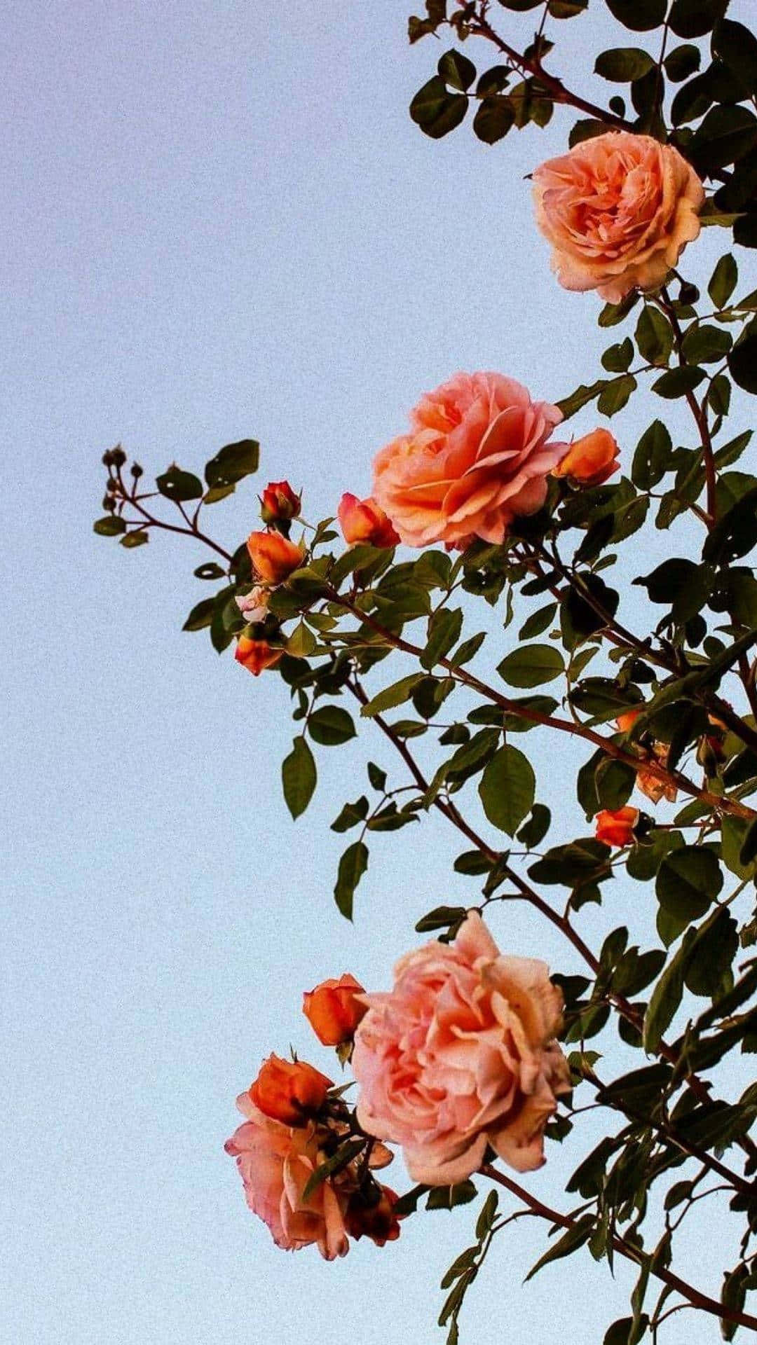 Aesthetic Floral, orange, soft peach roses, Full HD Phone Wallpaper