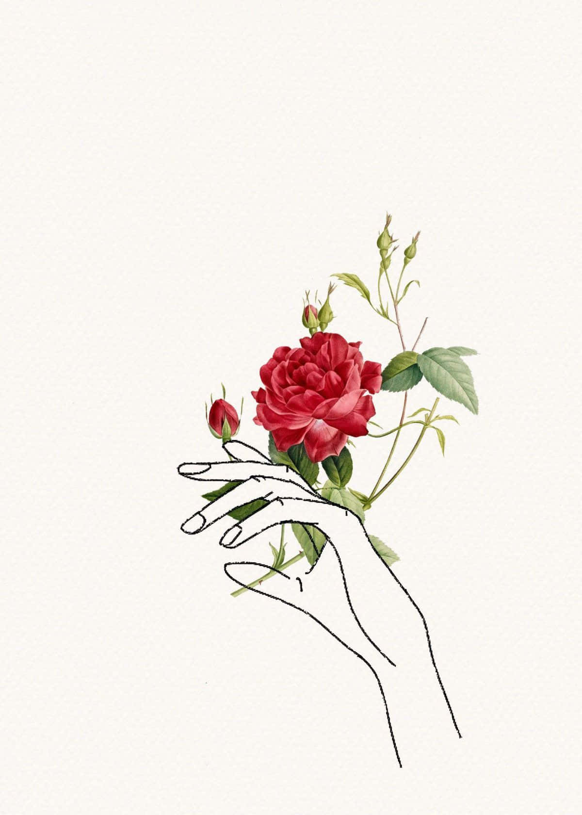 floral art, minimalist line-art, vibrant red rose, HD Phone Wallpaper