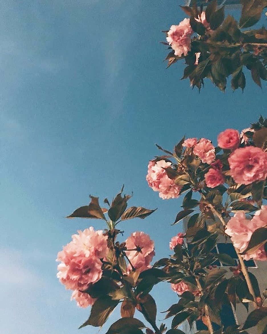 Aesthetic Floral, pink cherry blossoms, clear blue sky, SD Phone Wallpaper