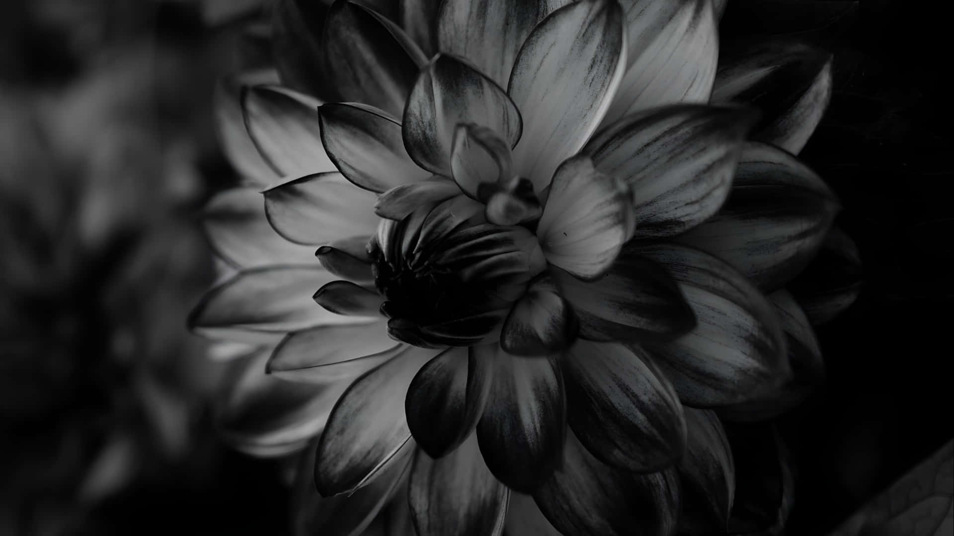 dahlia flower, monochrome, layered petals, Full HD Desktop Wallpaper