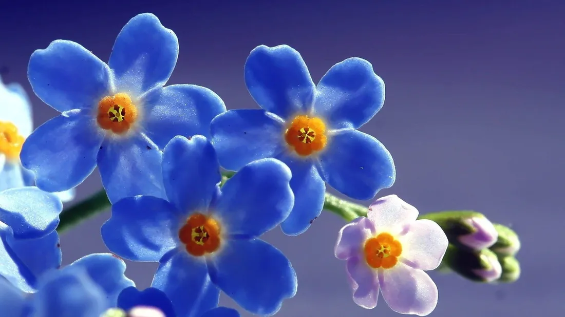 Aesthetic Flower