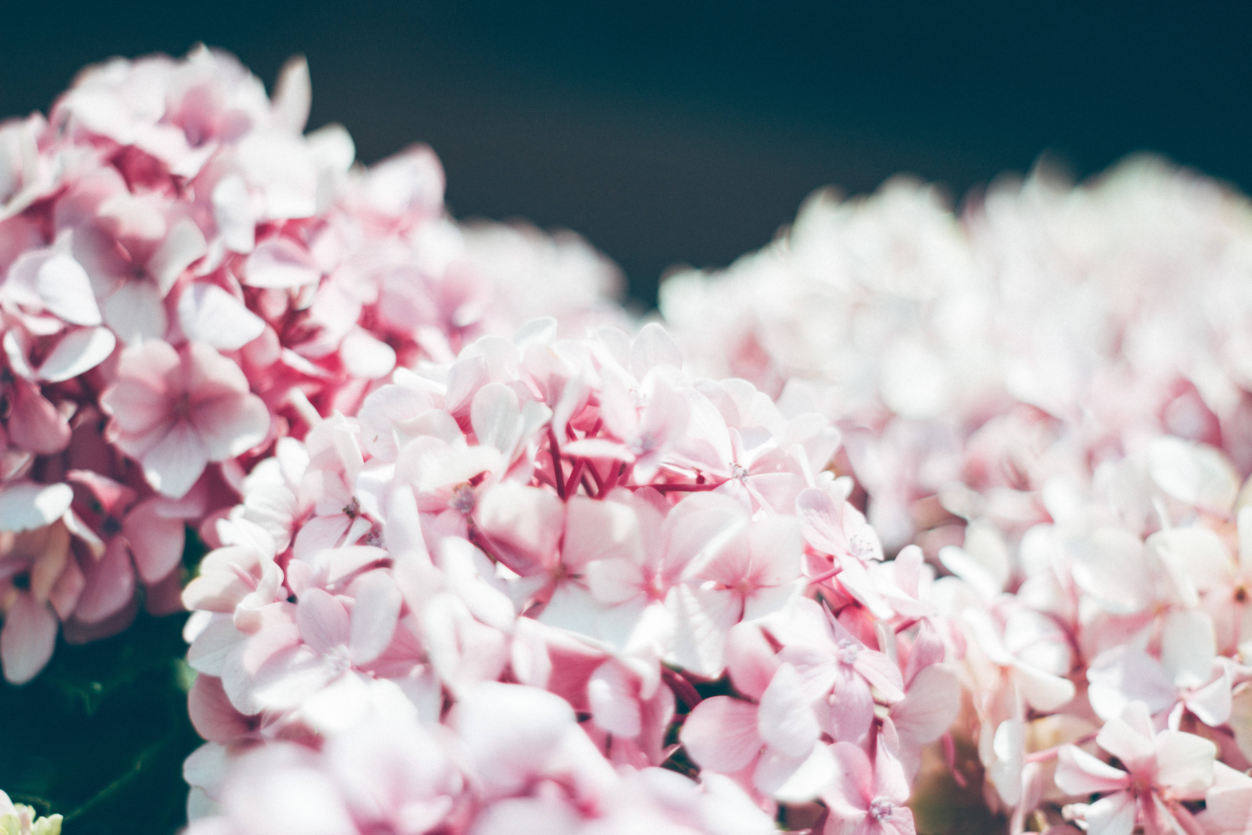 aesthetic flower, soft pink hydrangea, gentle focus, 5K Desktop Wallpaper