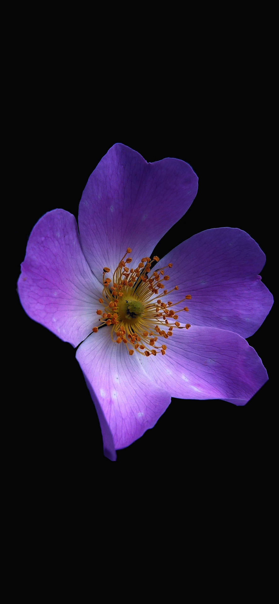 aesthetic purple flower, vibrant purple flower, orange stamens, Full HD Phone Wallpaper