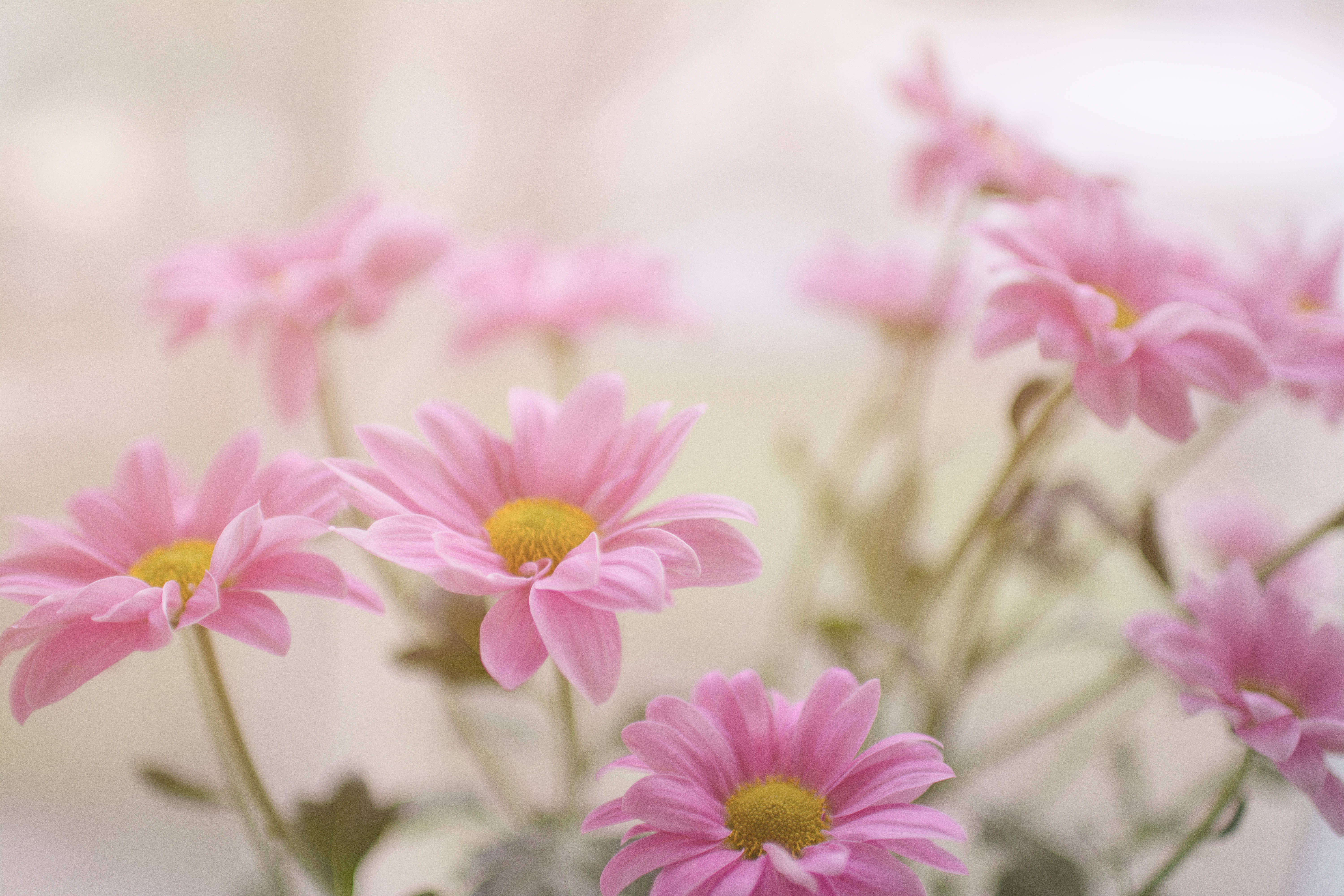 pink daisy, soft pink chrysanthemums, yellow centers, 5K Desktop Wallpaper
