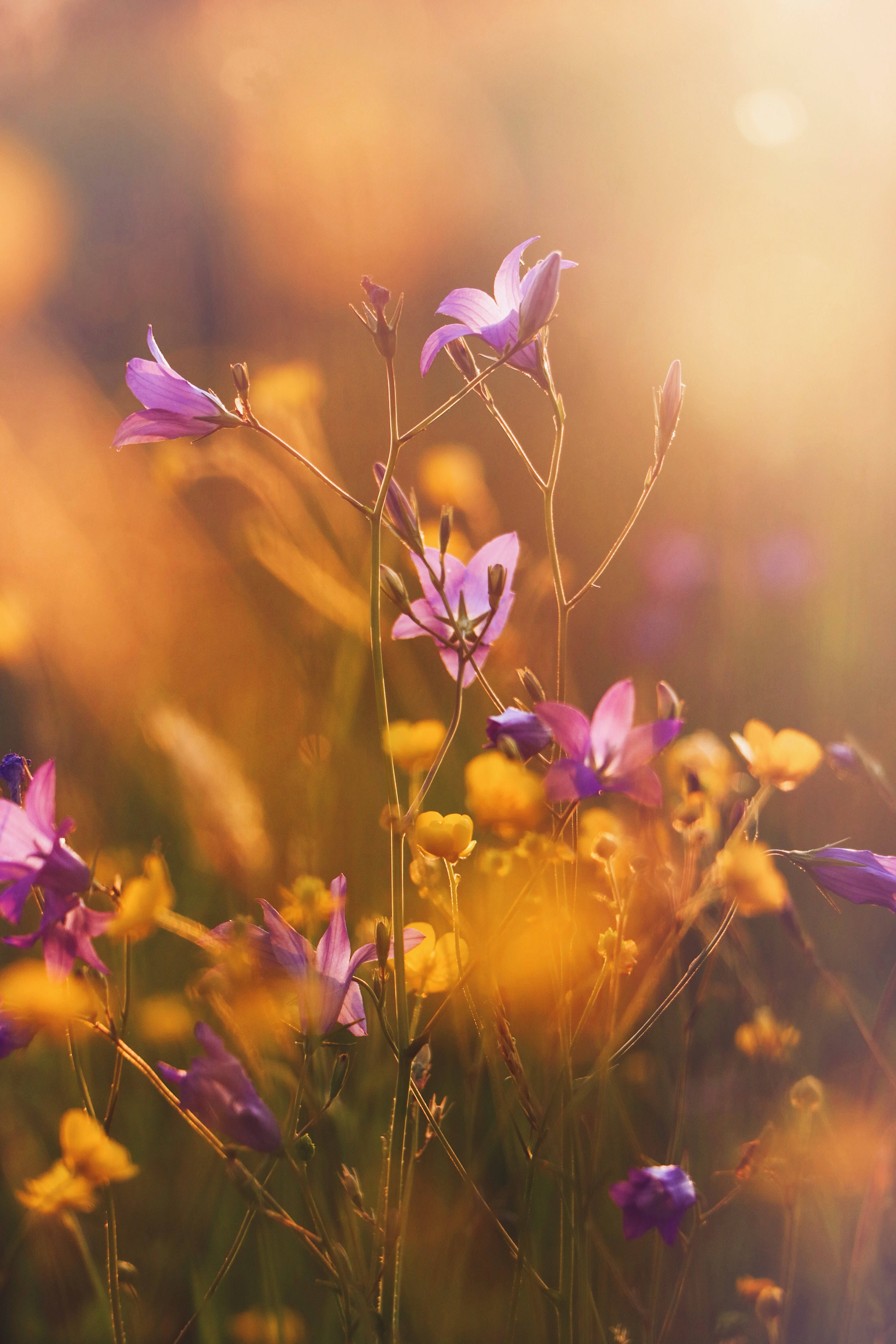purple harebell flowers, sunlight, golden sunlight, 5K Phone Wallpaper