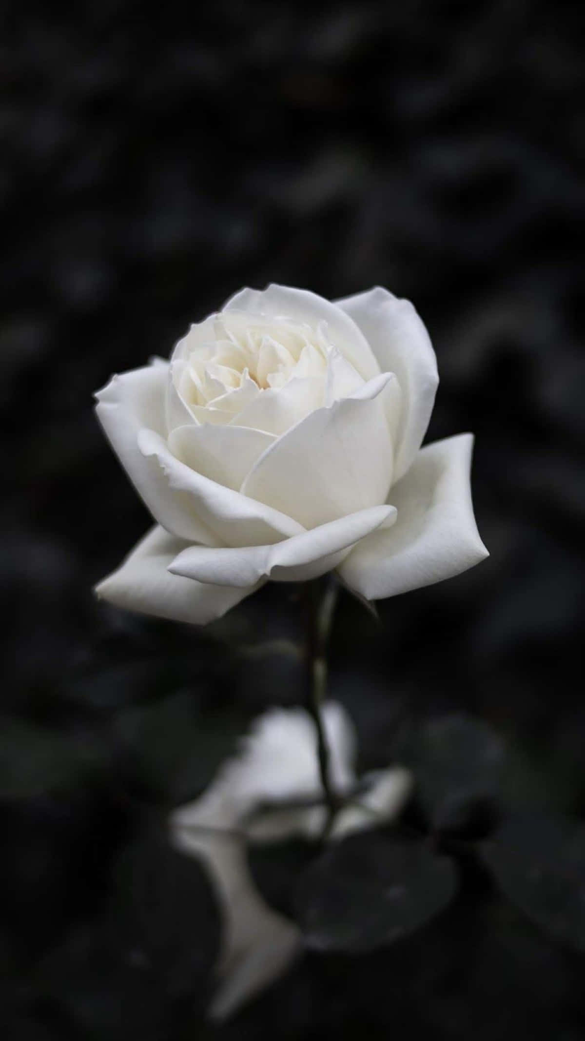white rose, black and white rose aesthetic, pristine white rose, Full HD Phone Wallpaper